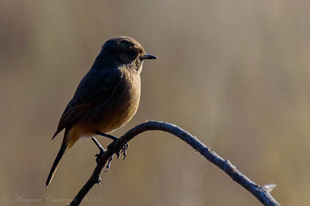 Common Redstart