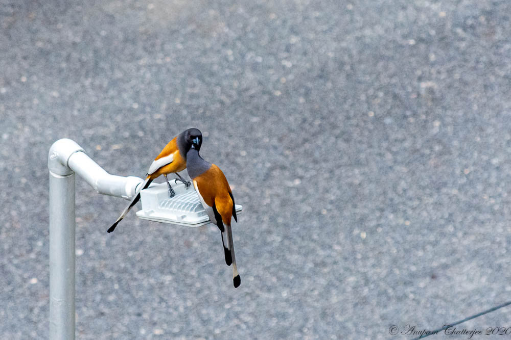 Rufous Treepie
