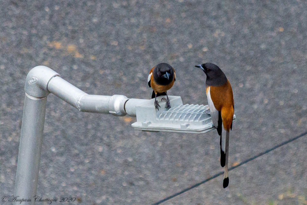 Rufous Treepie