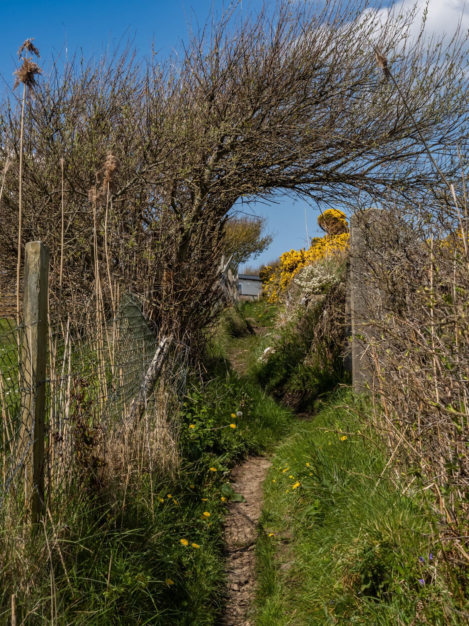 walking the coastal path from Rhoscolyn to Trearddur Bay, anglesey