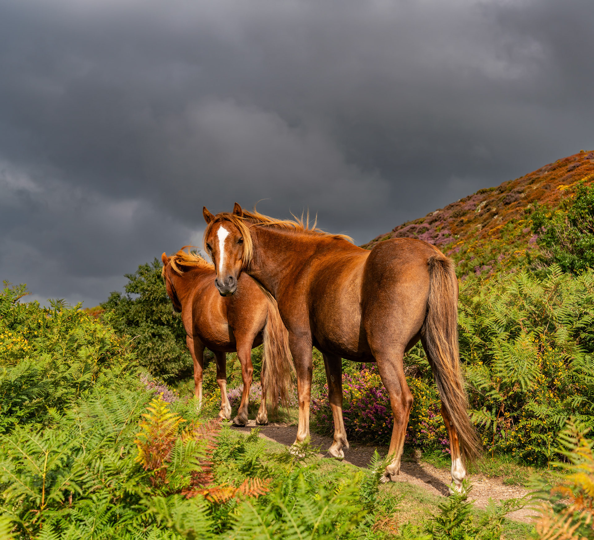 Views around Conwy Mountain with the heather out