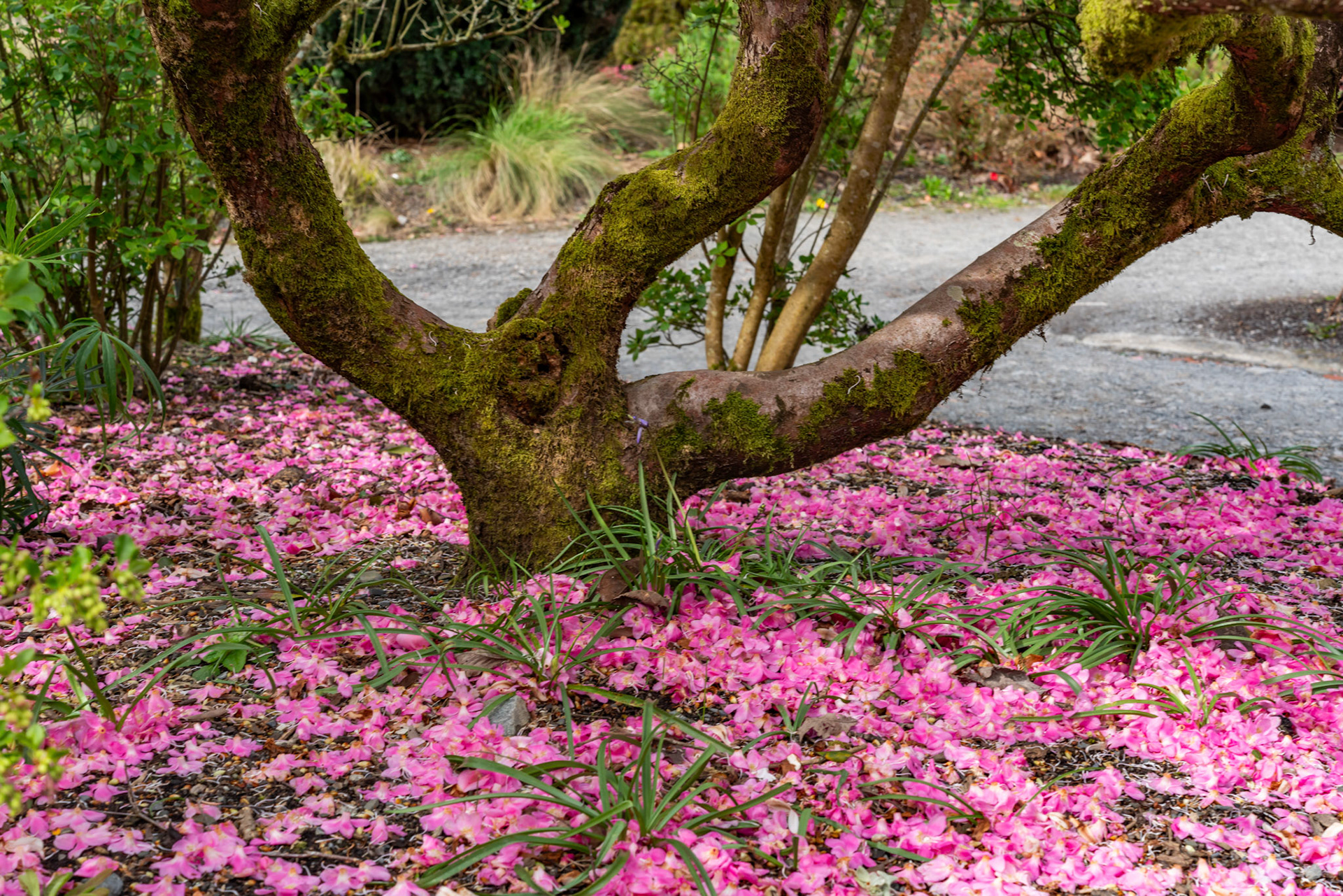A lovely spring garden in bloom