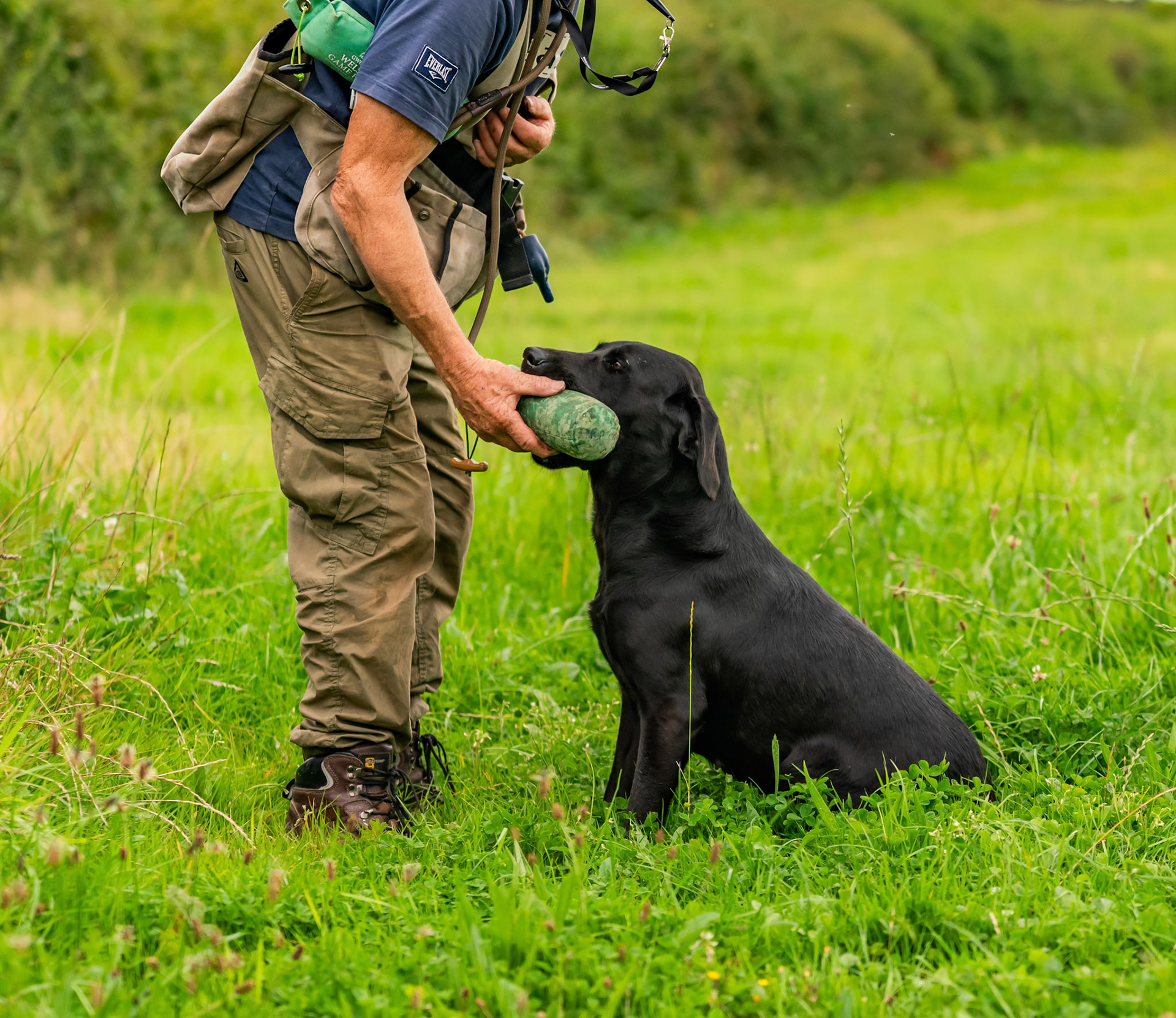 Working gun dog training and puppies
