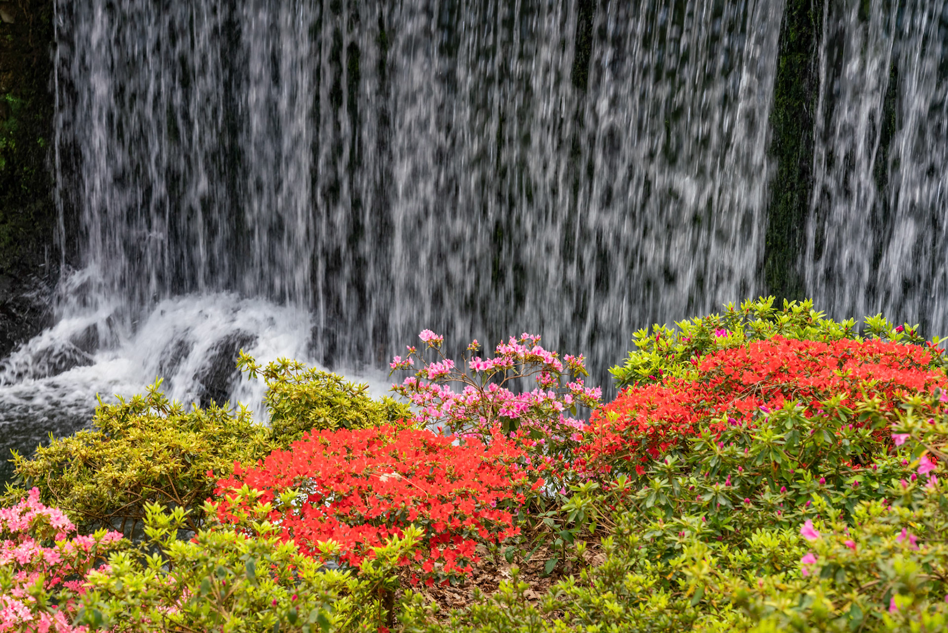 views around a gorgeous UK garden in spirng time