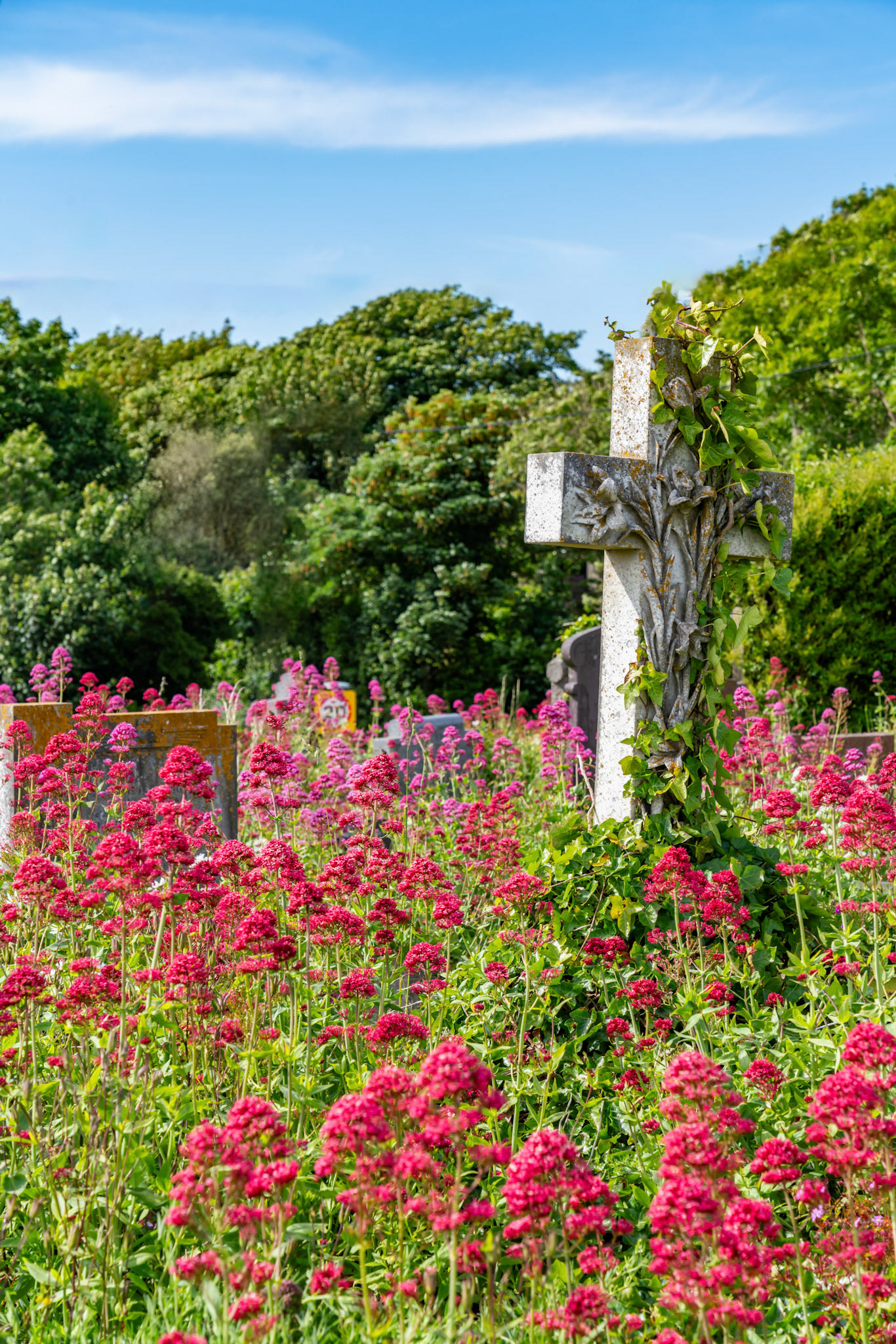 views around a graveyard full of wild flowers