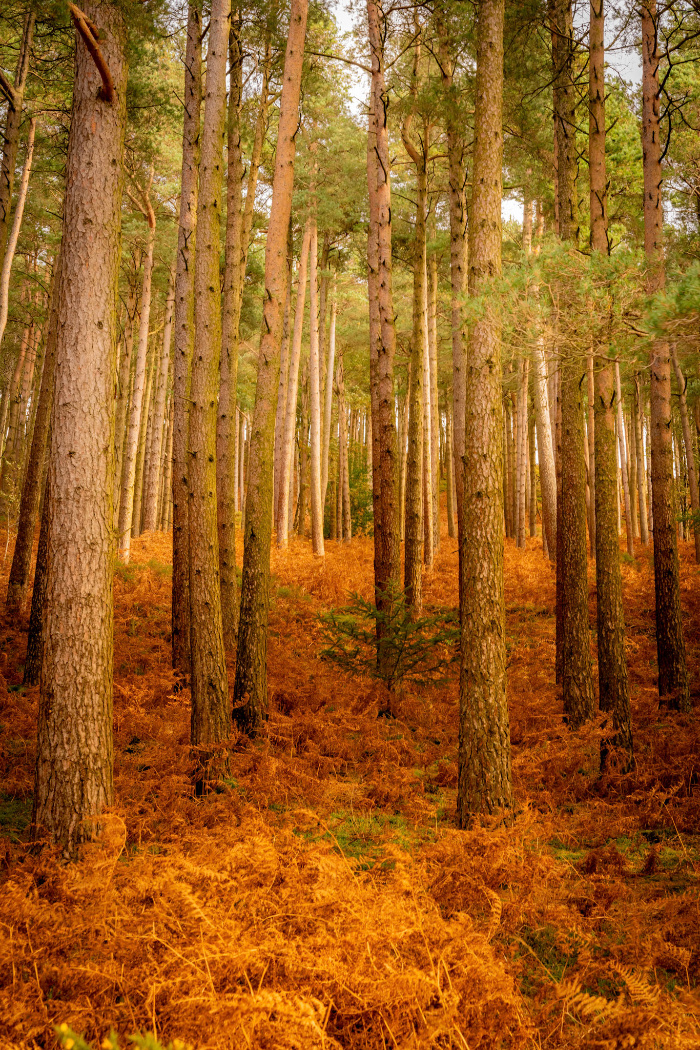 Views around Llyn Geirionydd in Autumn sunshine
