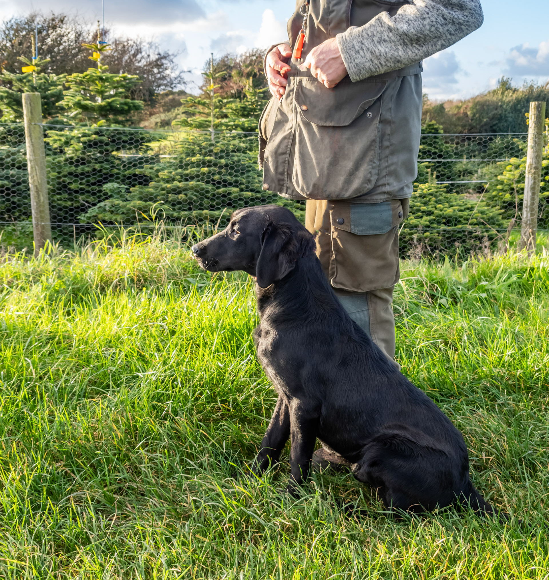 Working dogs at a gun dog kennels