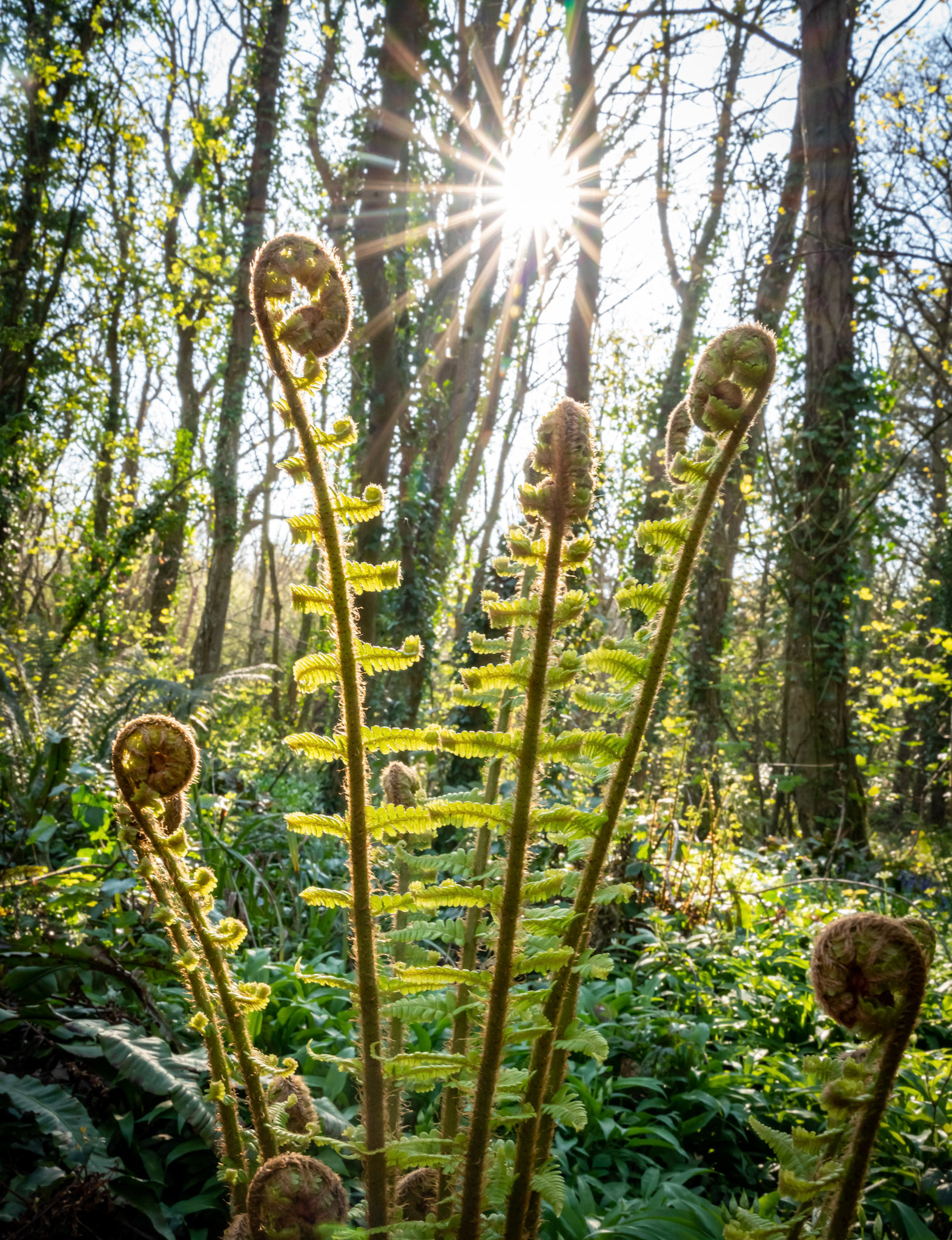 Spring at Penrrhos nature park, Isle of Anglesey North Wales