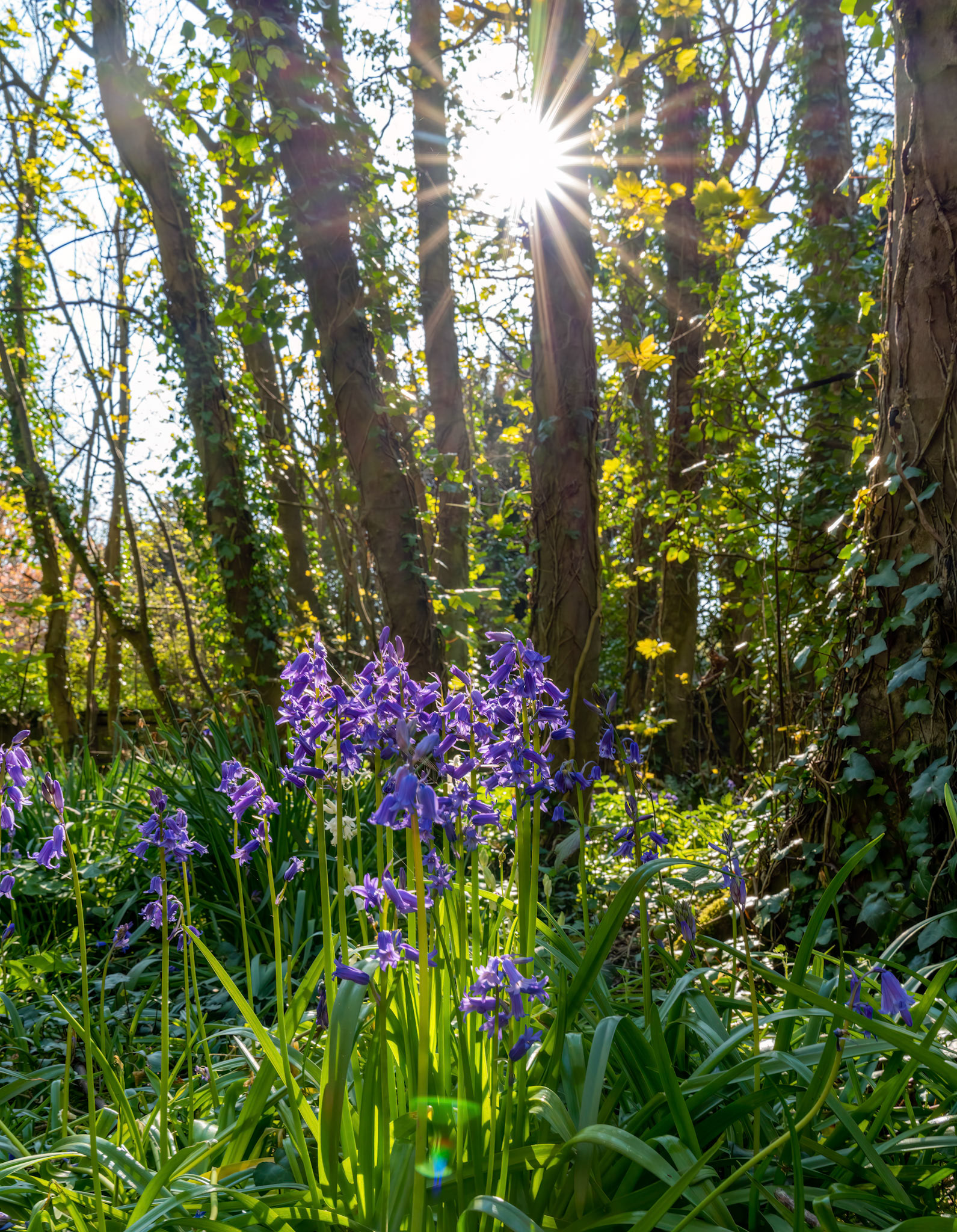 Spring at Penrrhos nature park, Isle of Anglesey North Wales