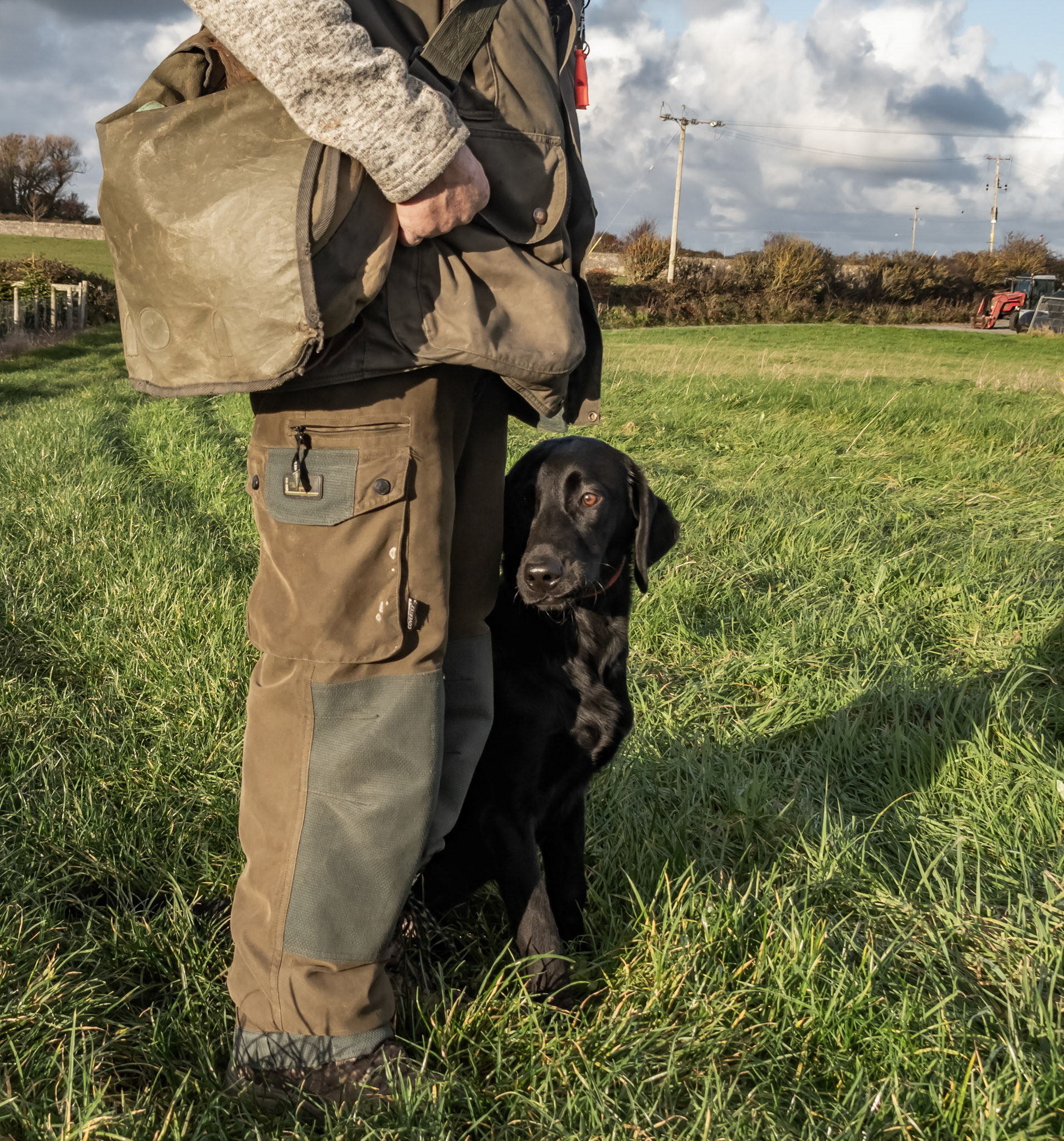 Working dogs at a gun dog kennels