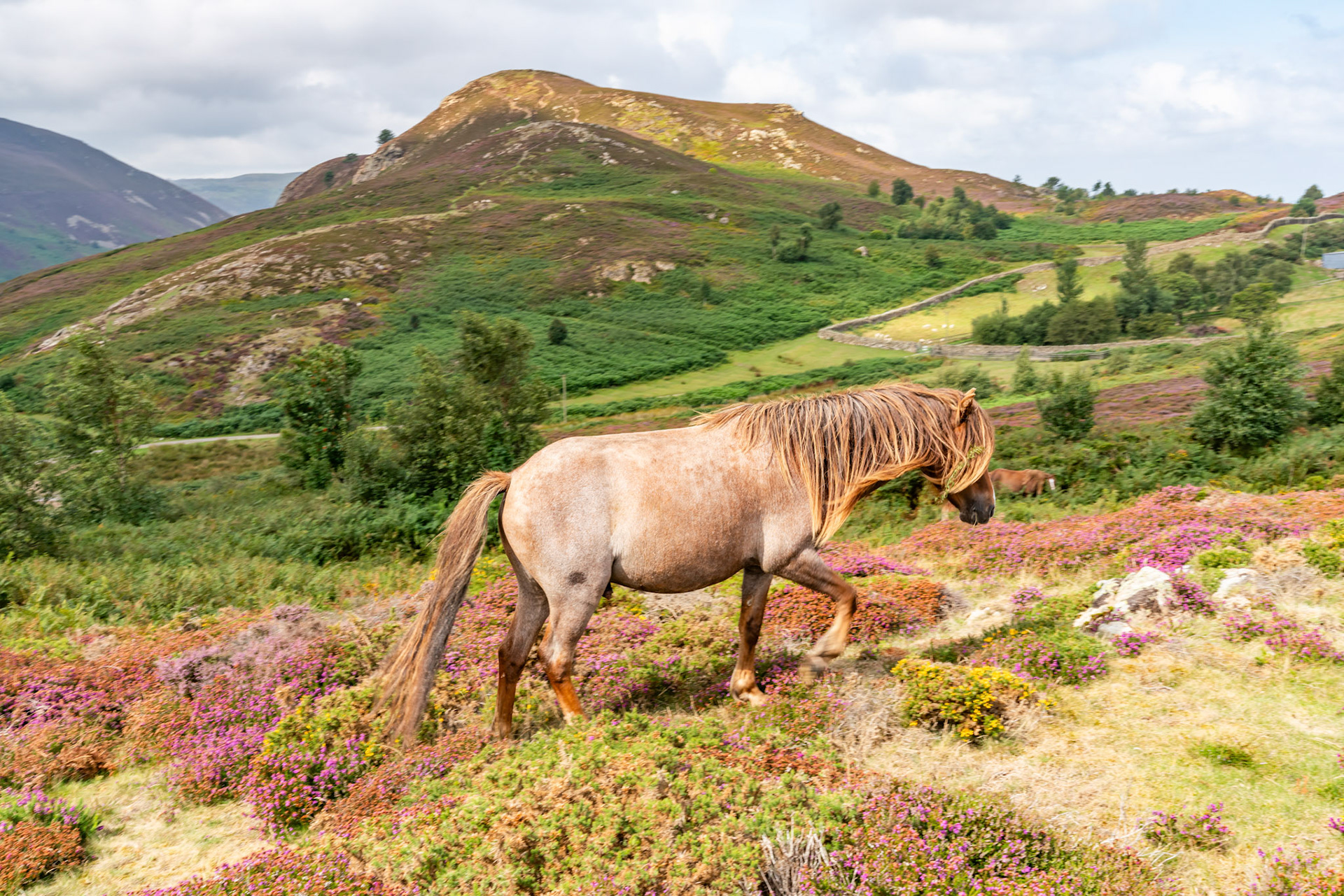 Views around Conwy Mountain with the heather out