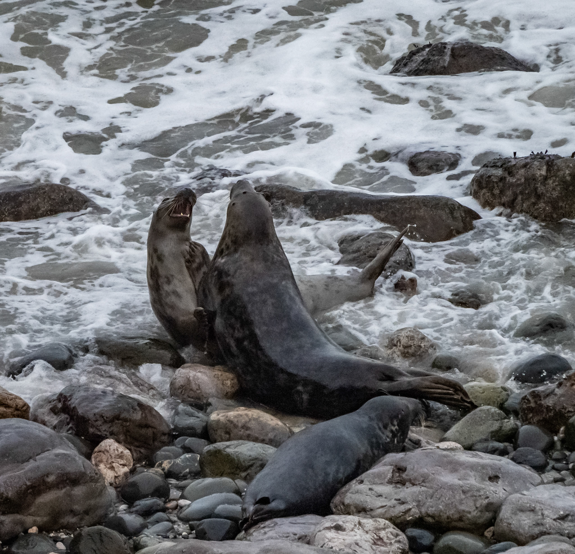 grey seals at low tide Angel Bay North Wales