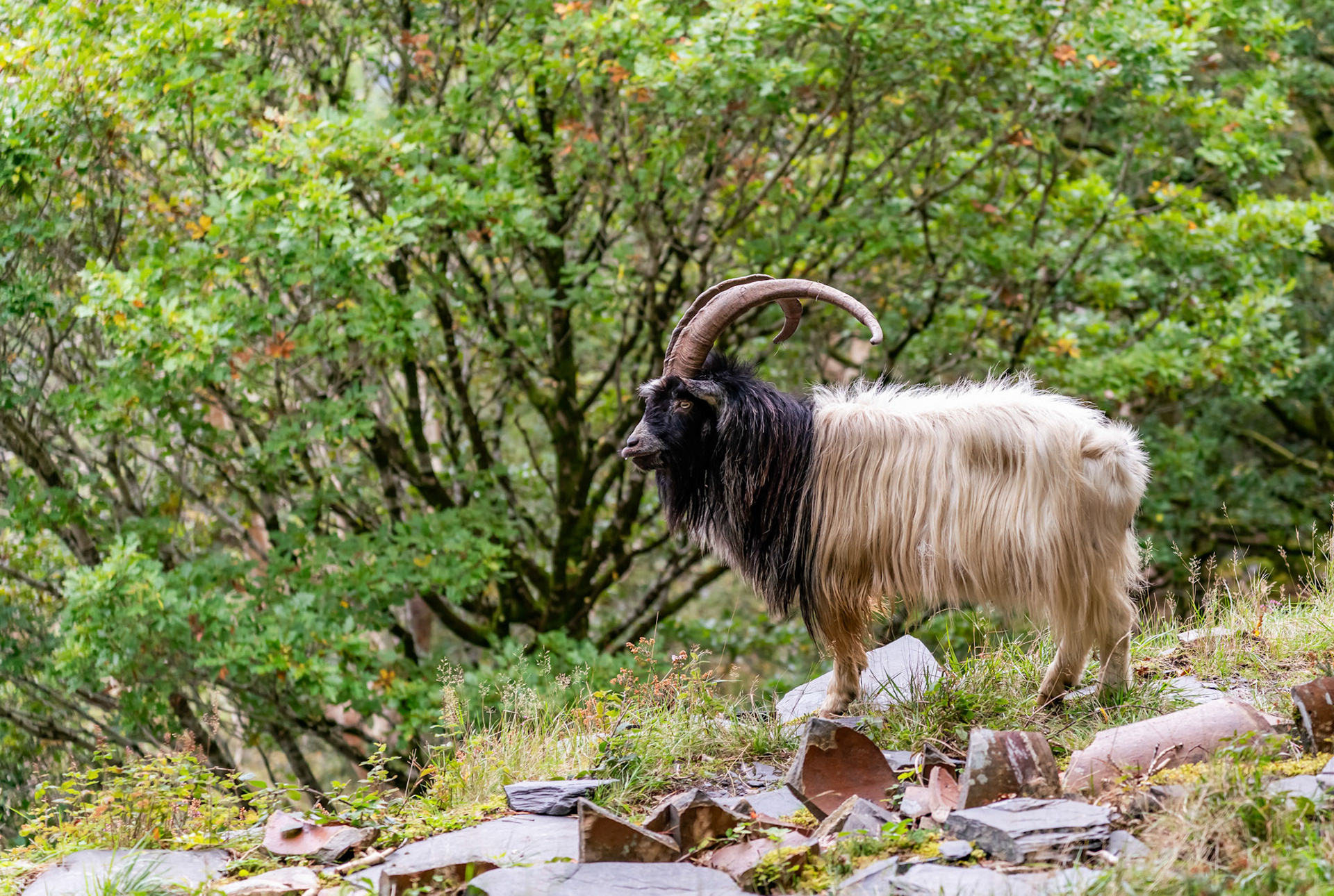 Wild Welsh Longhorn Goats around the old disused slate quarry of dinorwic , north Wales