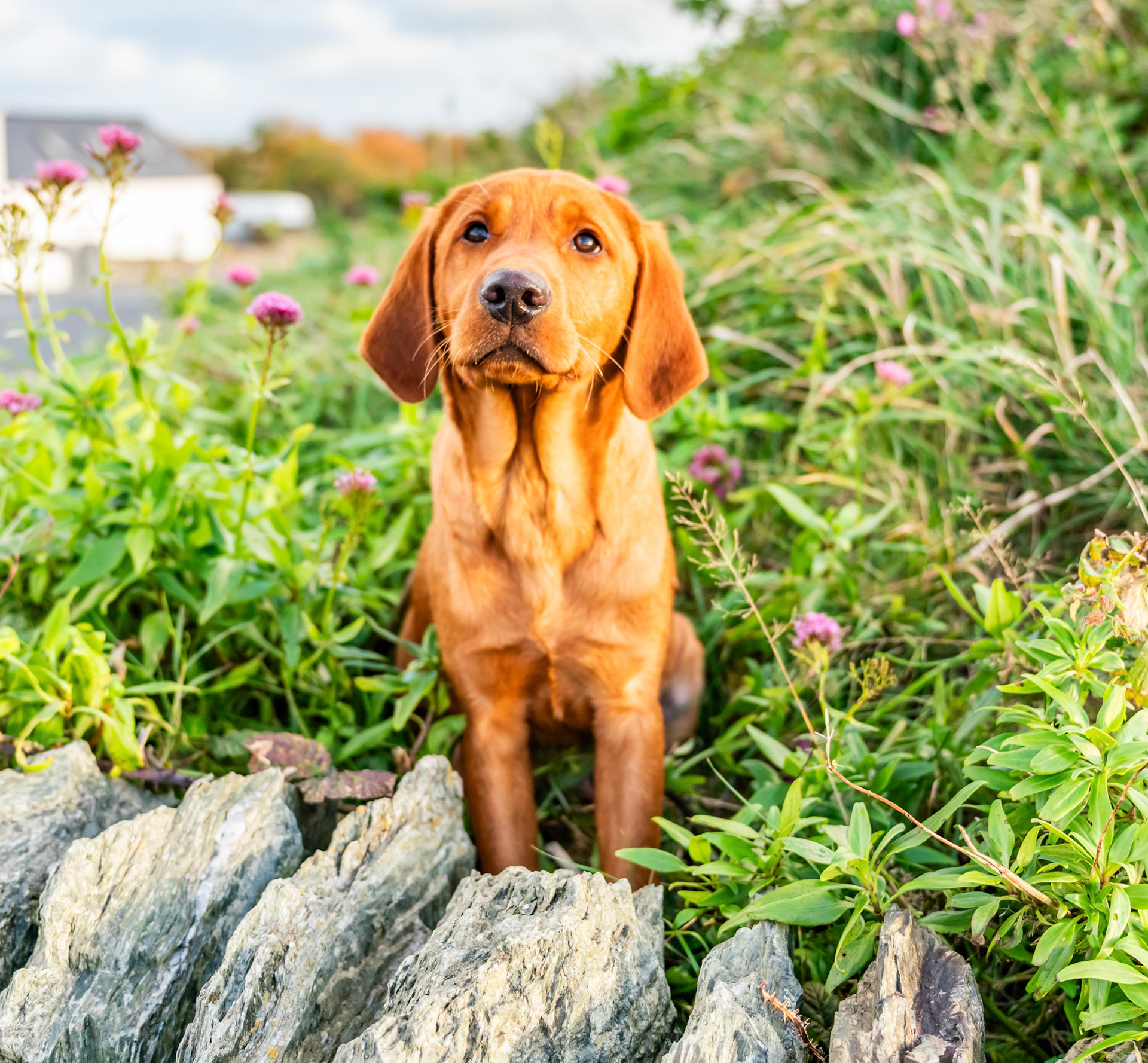 Working dogs at a gun dog kennels