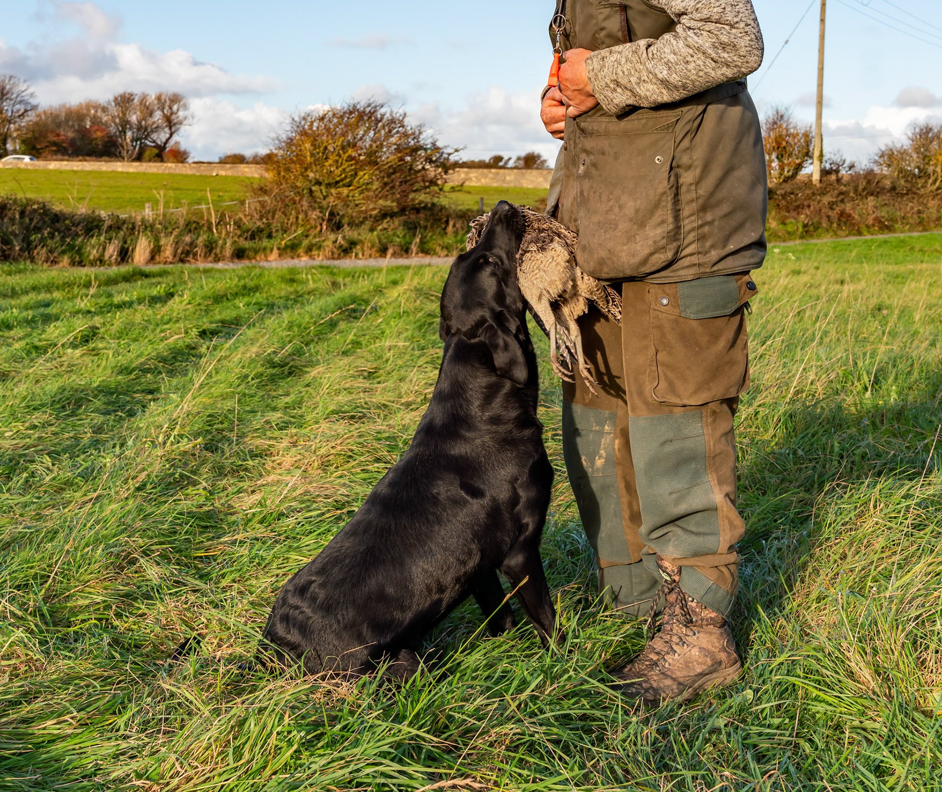 Working dogs at a gun dog kennels