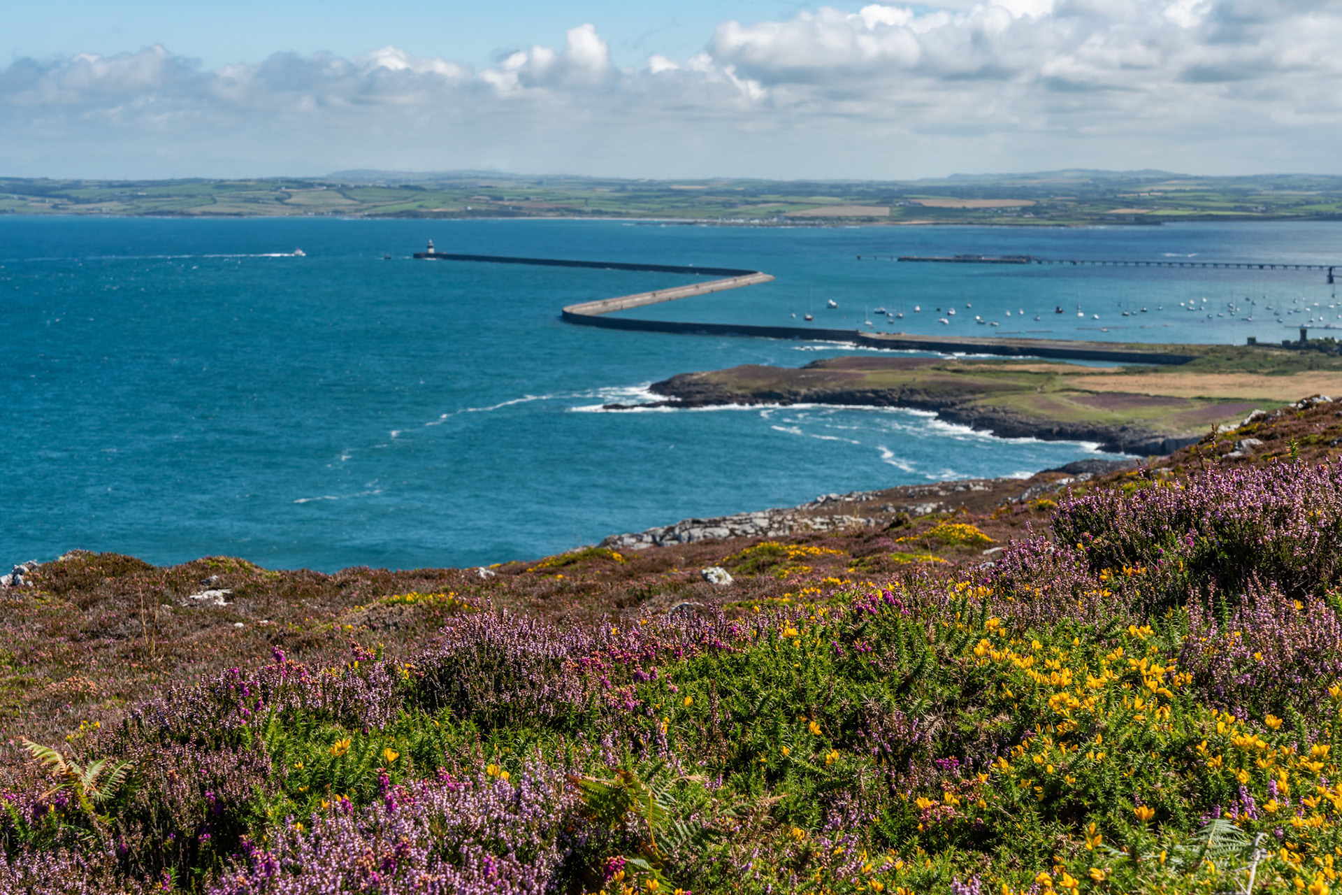 Views around Holyhead Breakwater park with the heather and gorse in flower