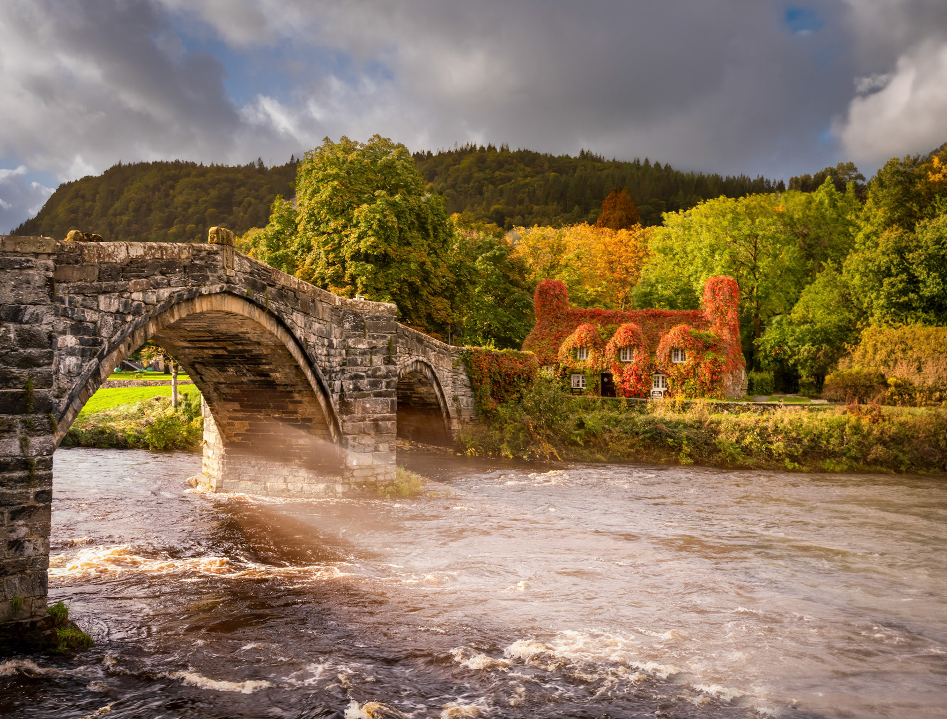house covered in red Virginai Creeper in autumn