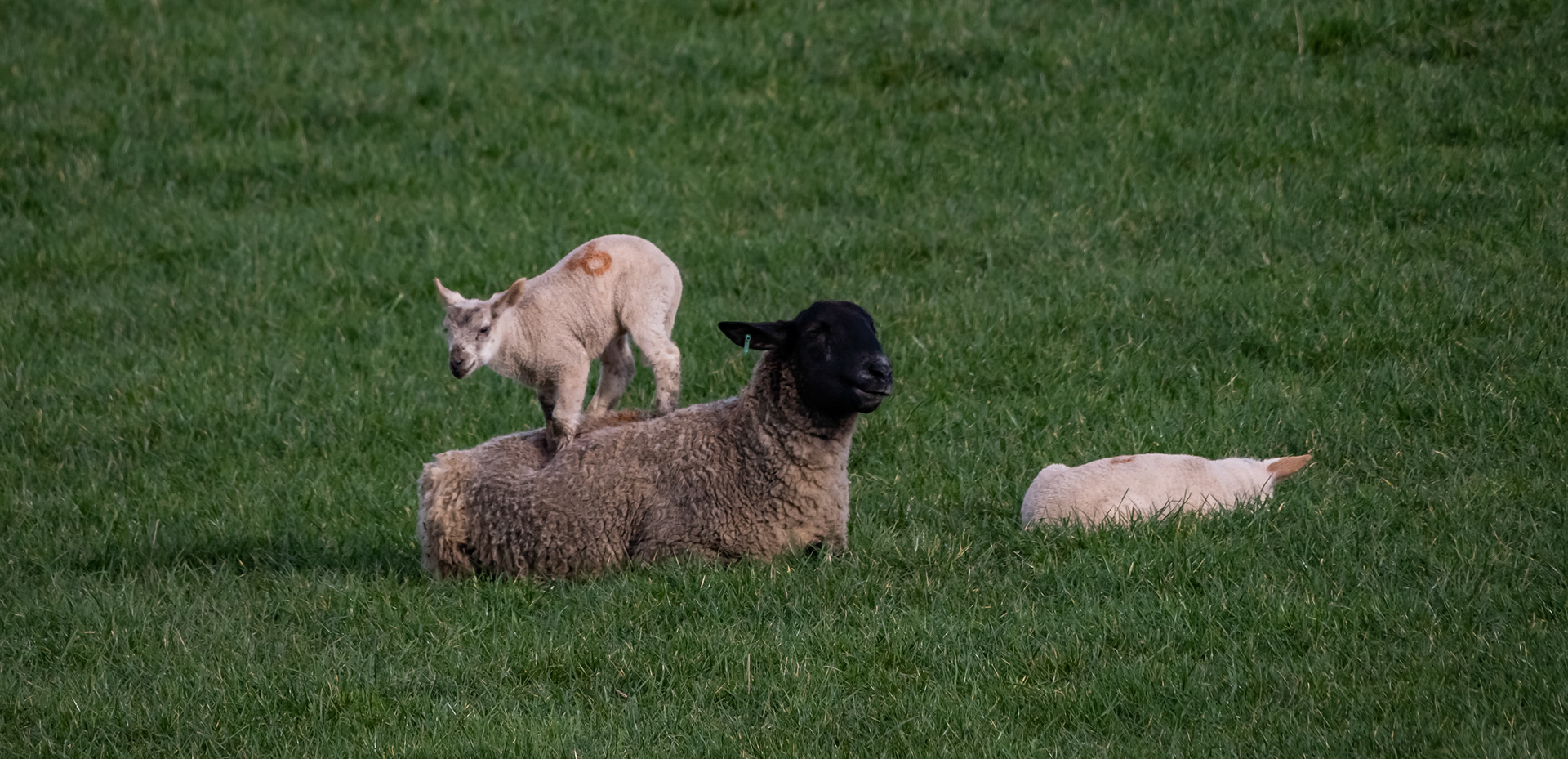 lambs with their mothers in a field with a flock of starlings