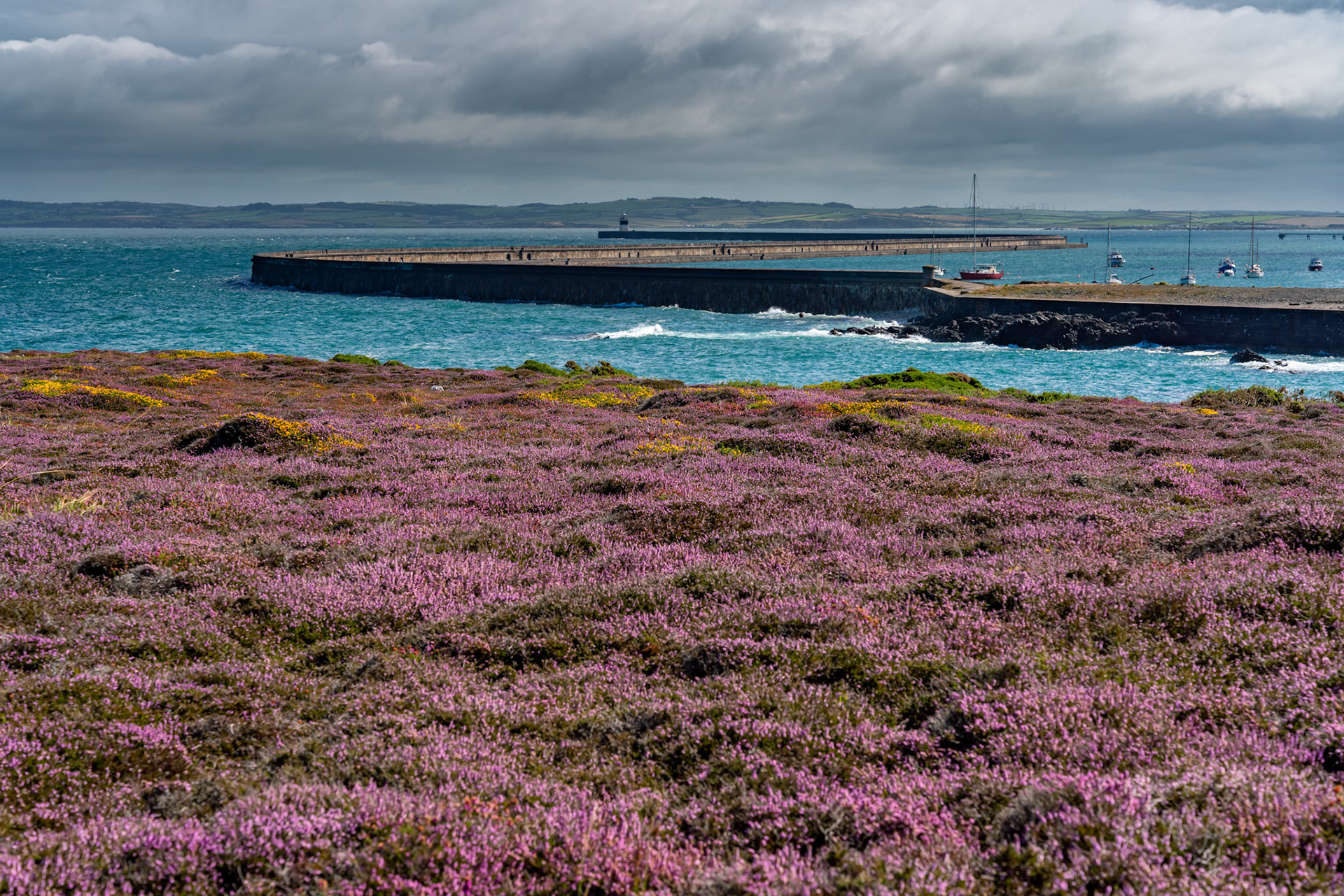 Views around Holyhead Breakwater park with the heather and gorse in flower