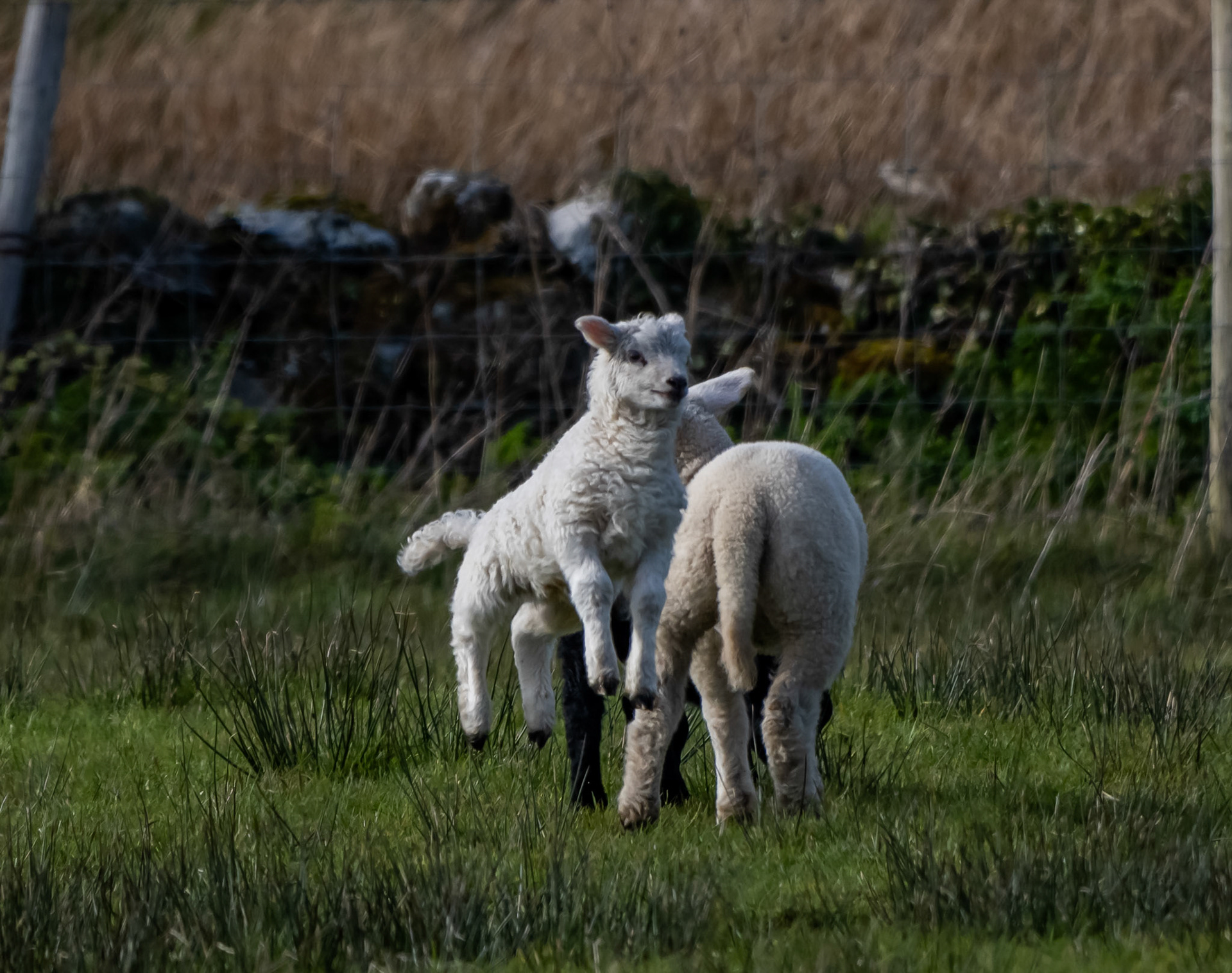 Sheep and their lambs in their fields , Anglesey