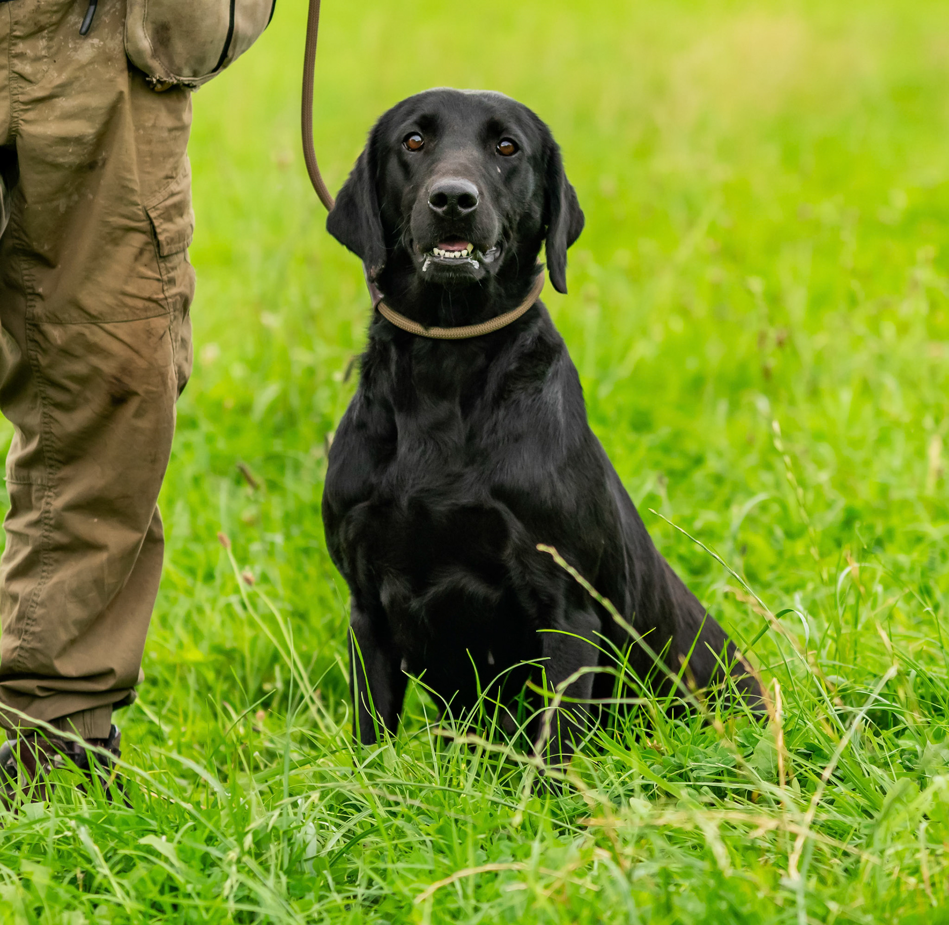 Working gun dog training and puppies