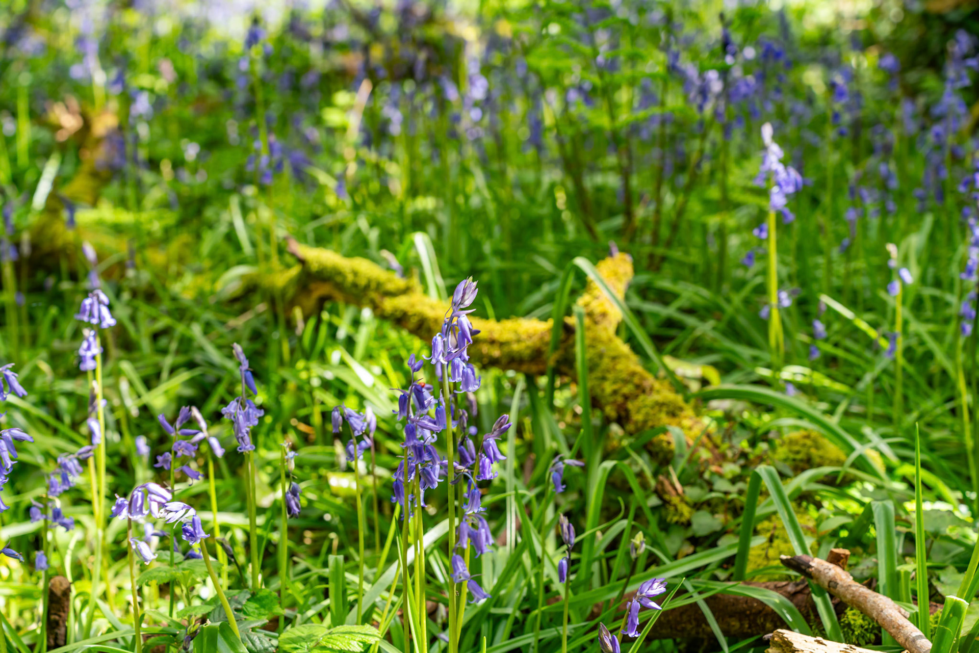 Dog walking around Penrhos Nature Reserve, Anglesey