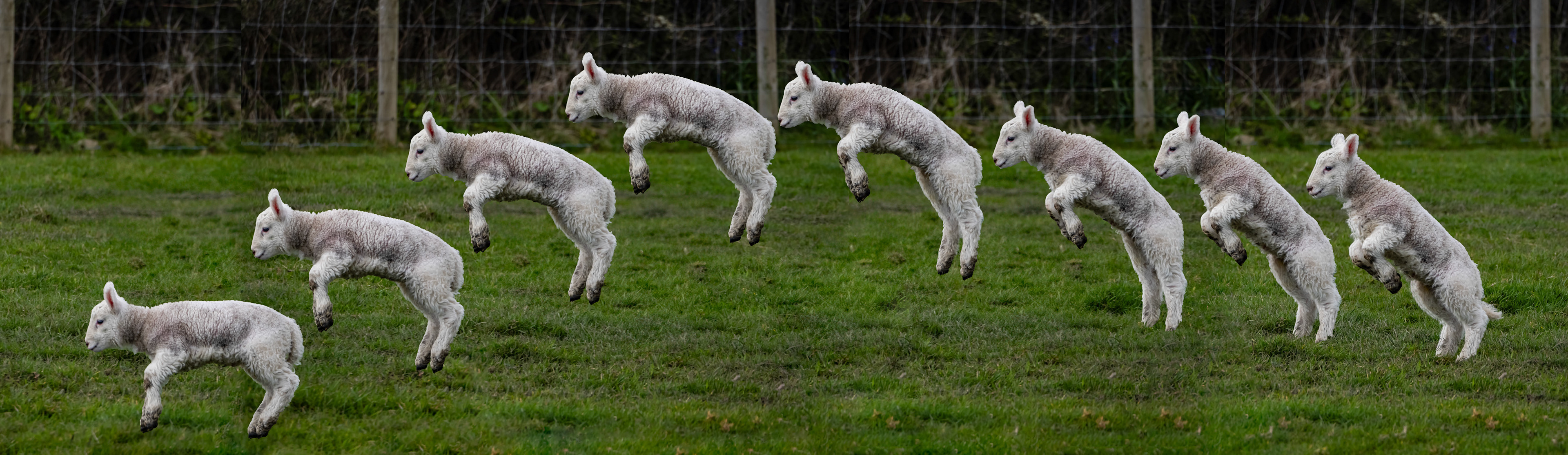 Sheep and their lambs in their fields , Anglesey