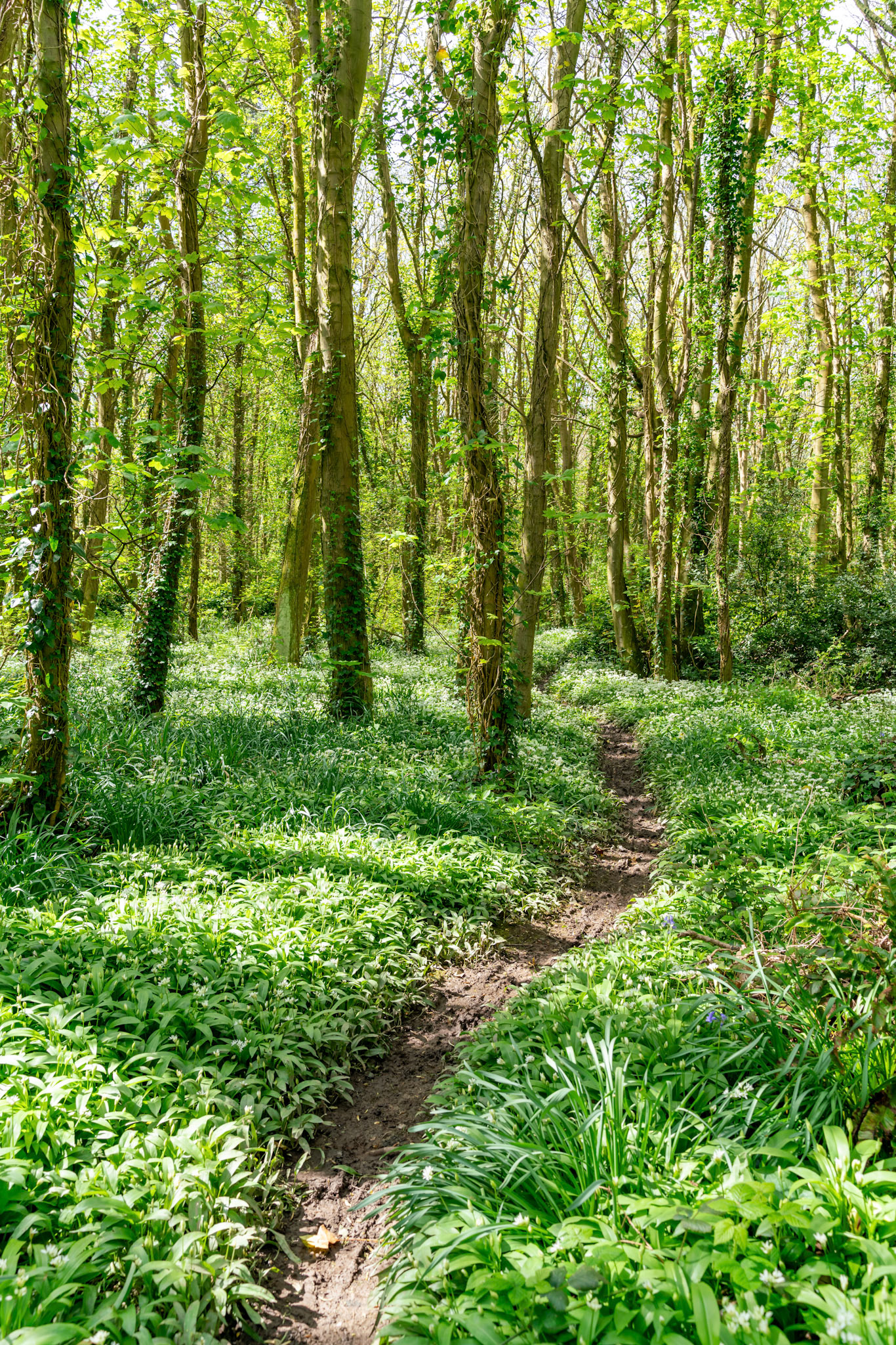 Dog walking around Penrhos Nature Reserve, Anglesey