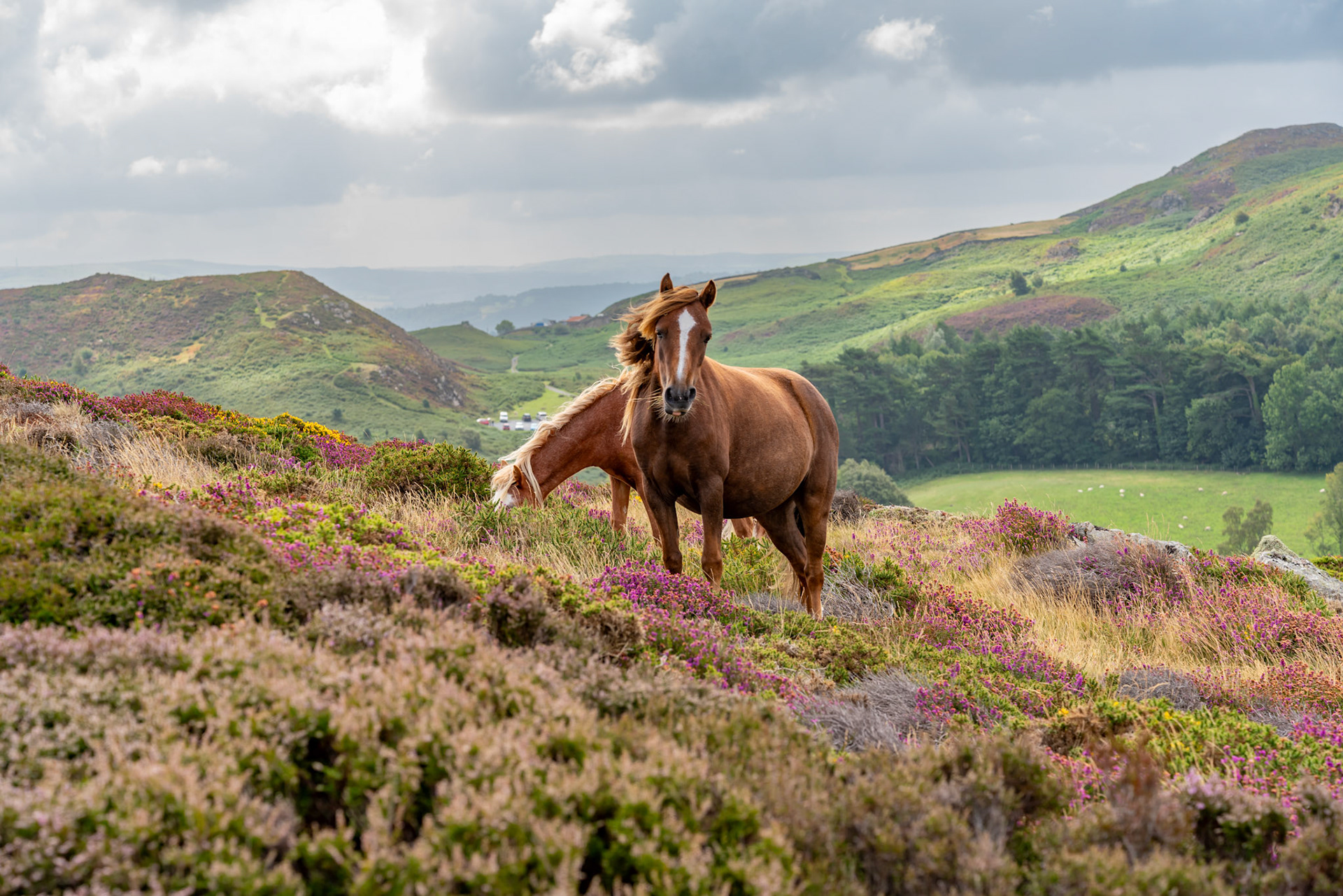 Views around Conwy Mountain with the heather out