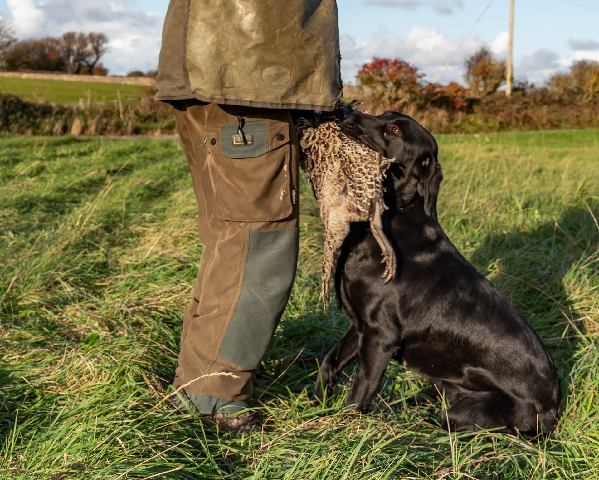 Working dogs at a gun dog kennels