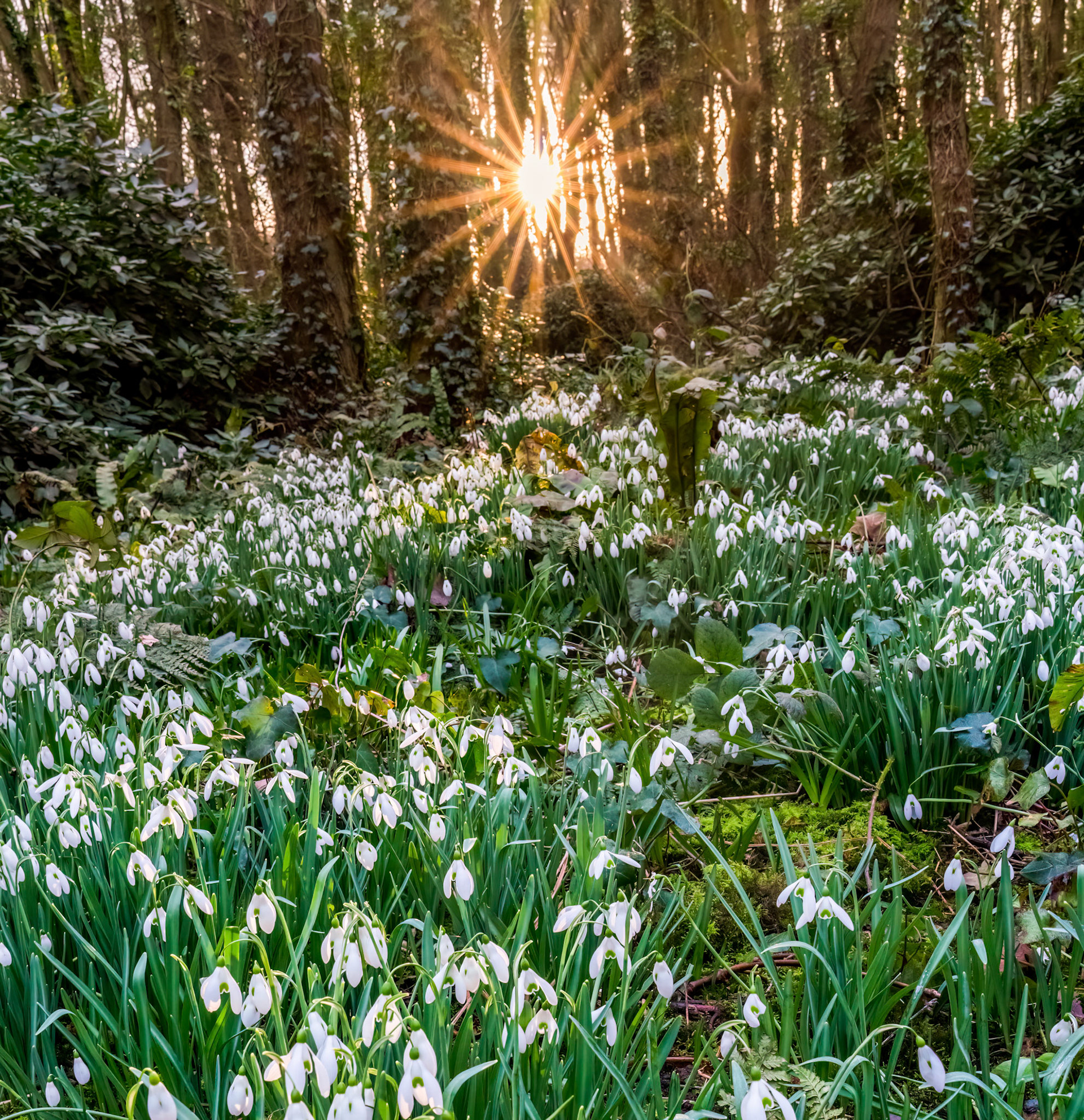 Penrhos Nature park at sunrise Isle of Anglesey North Wales