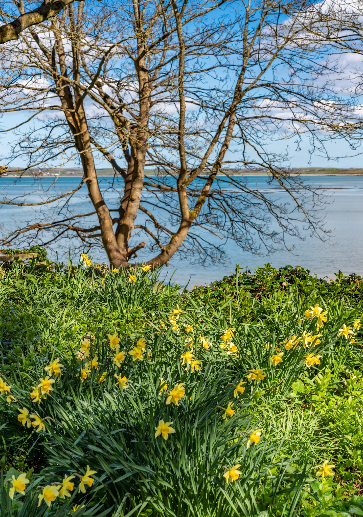 Srping daffodils at Penrhos Nature reserev, Anglesey, North Wales, UK