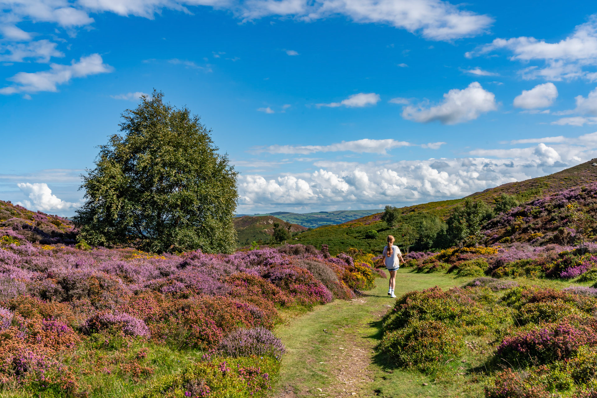 Views around Conwy Mountain and some paragliders