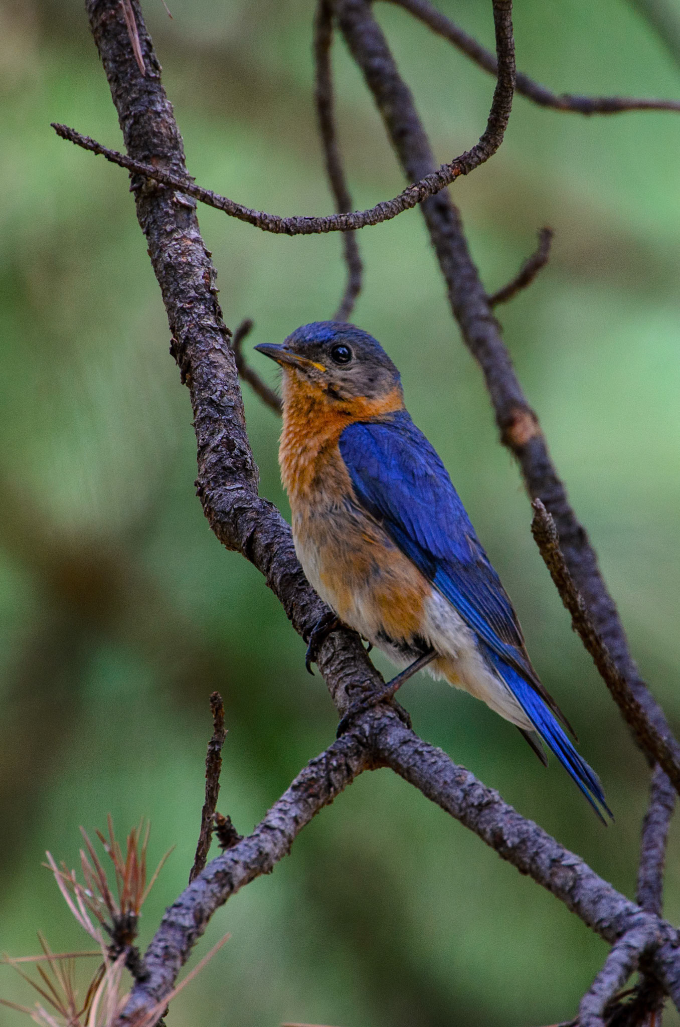 Eastern Bluebird (Sialia sialis)
