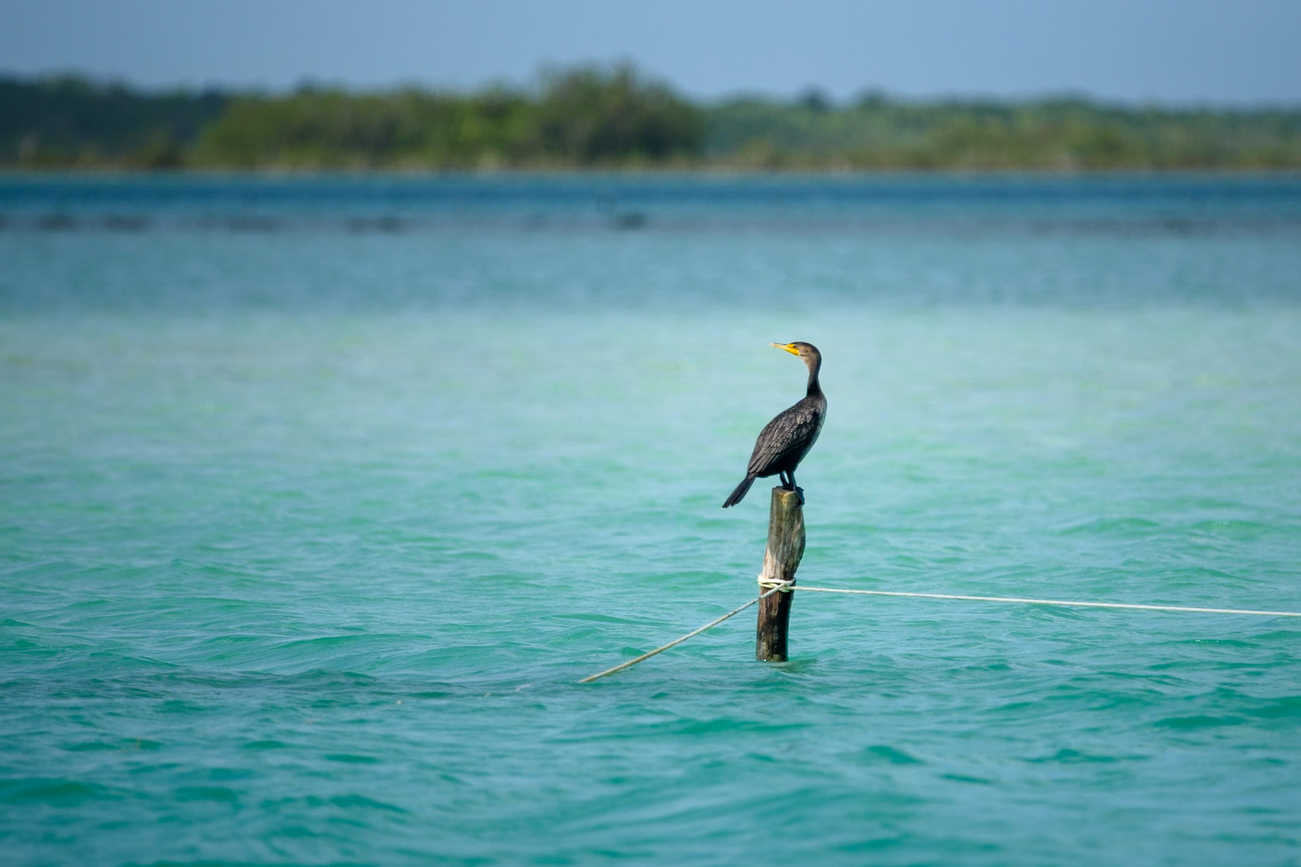 Phalacrocorax auritus, Bacalar, Mexico