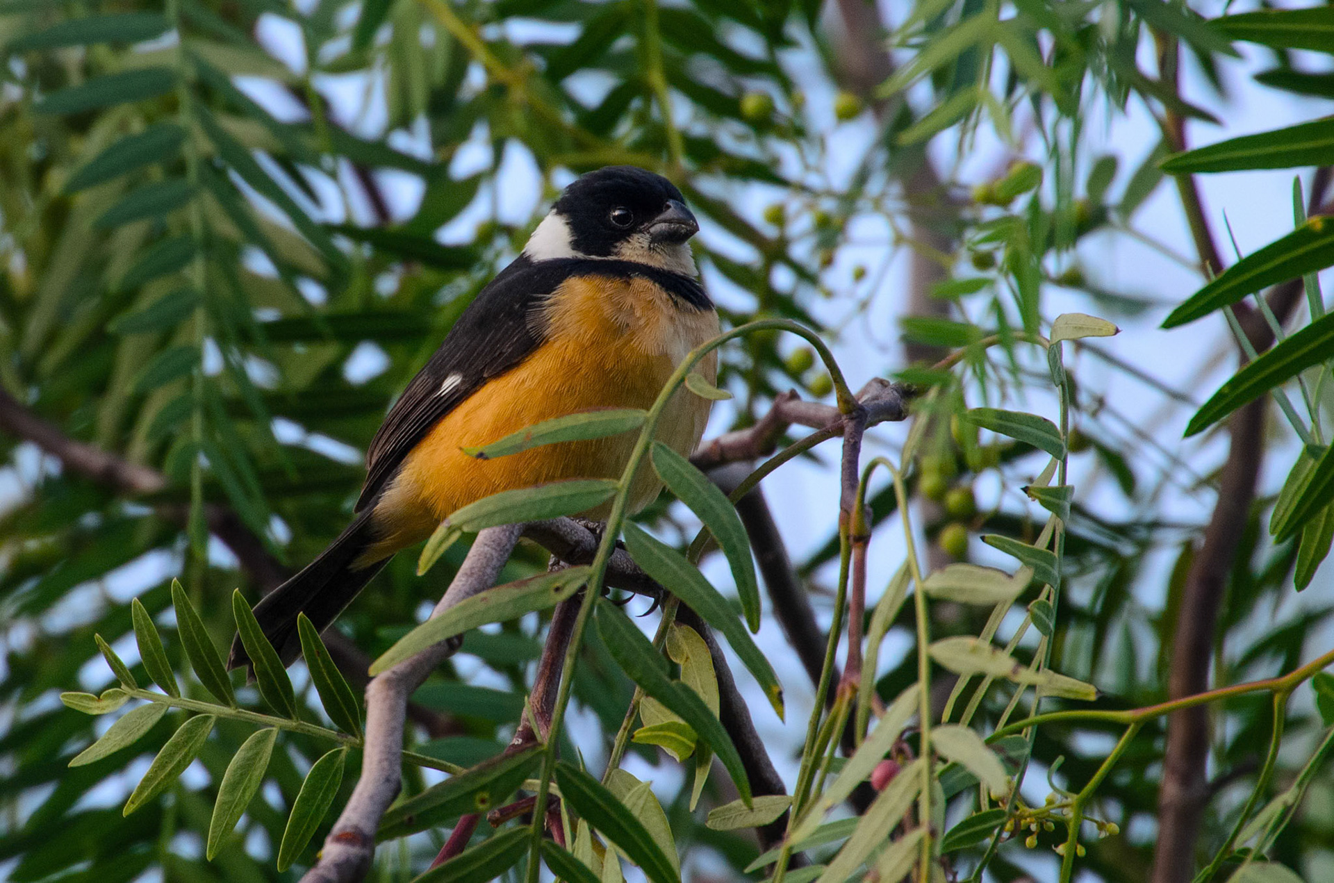 Cinnamon-Rumped Seedeater (Sporophila torqueola)