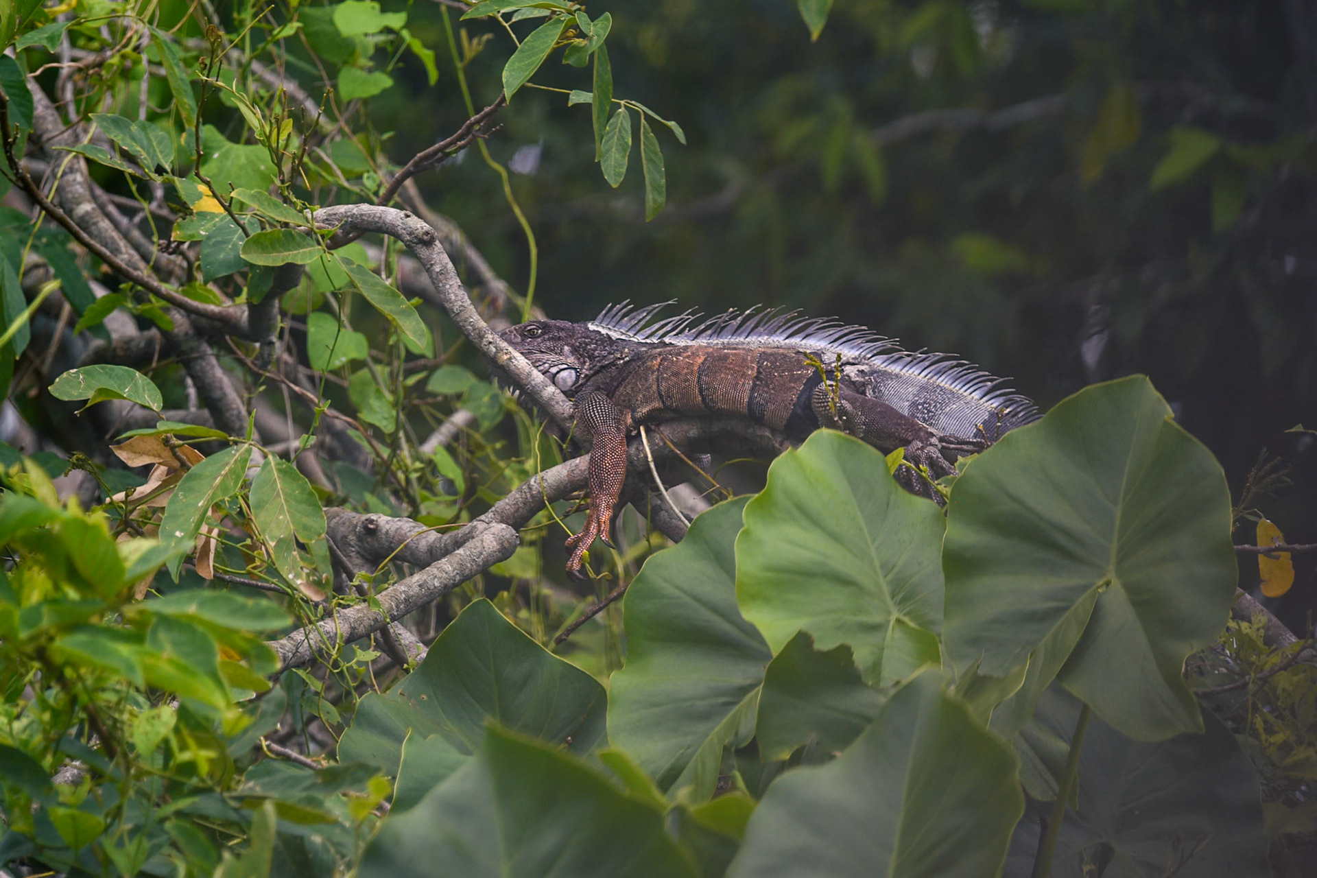 Iguana (Iguana iguana), Panama