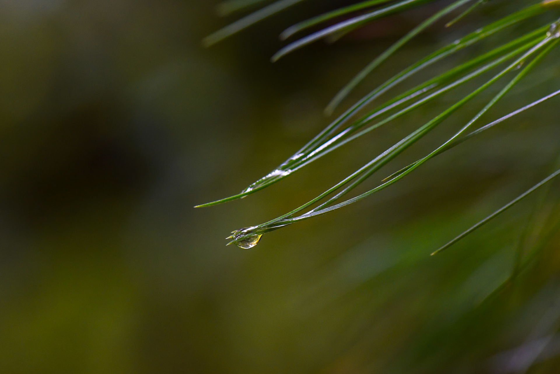 Pine leaves, Desierto de los Leones, Mexico