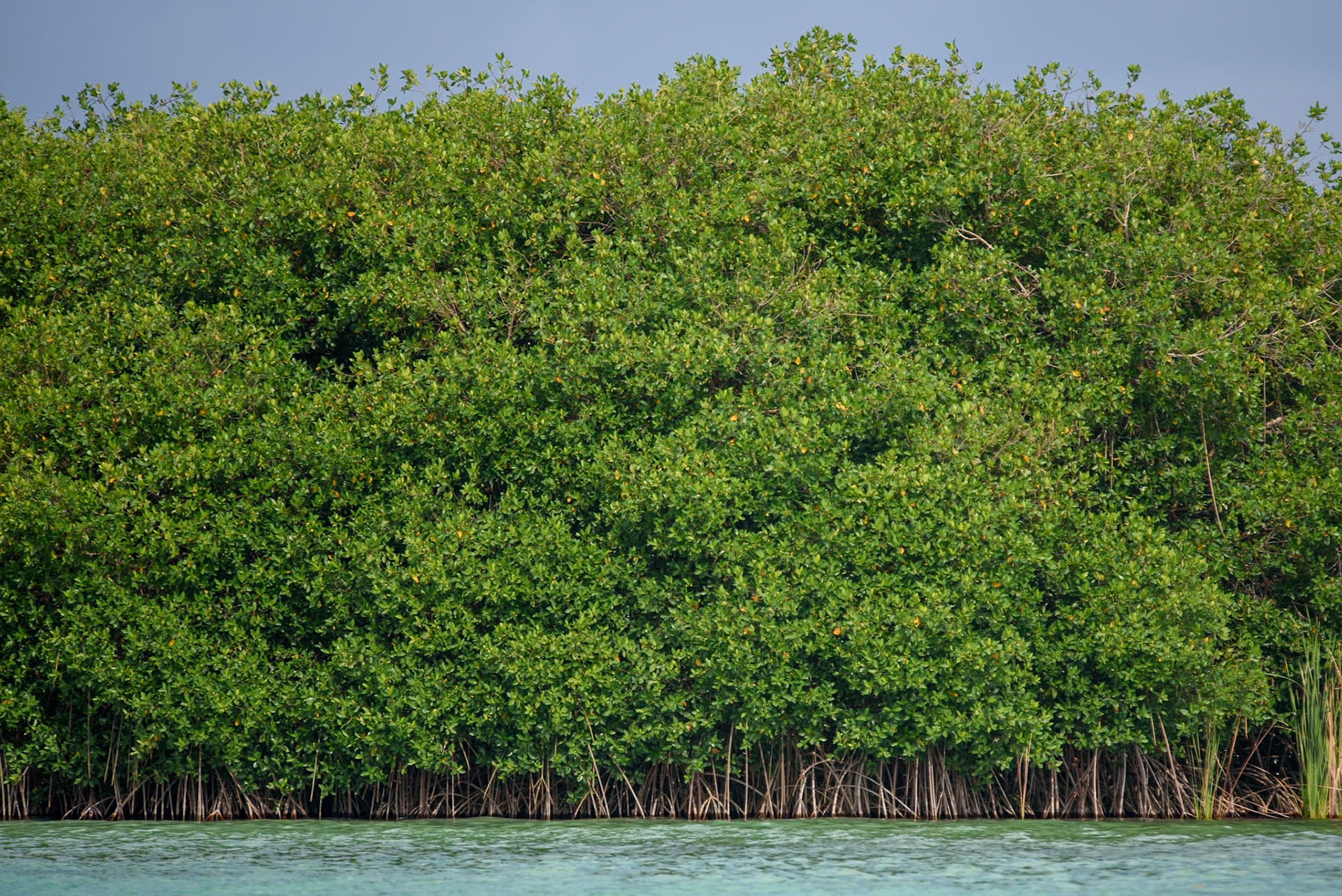 Mangrove, Bacalar, Mexico