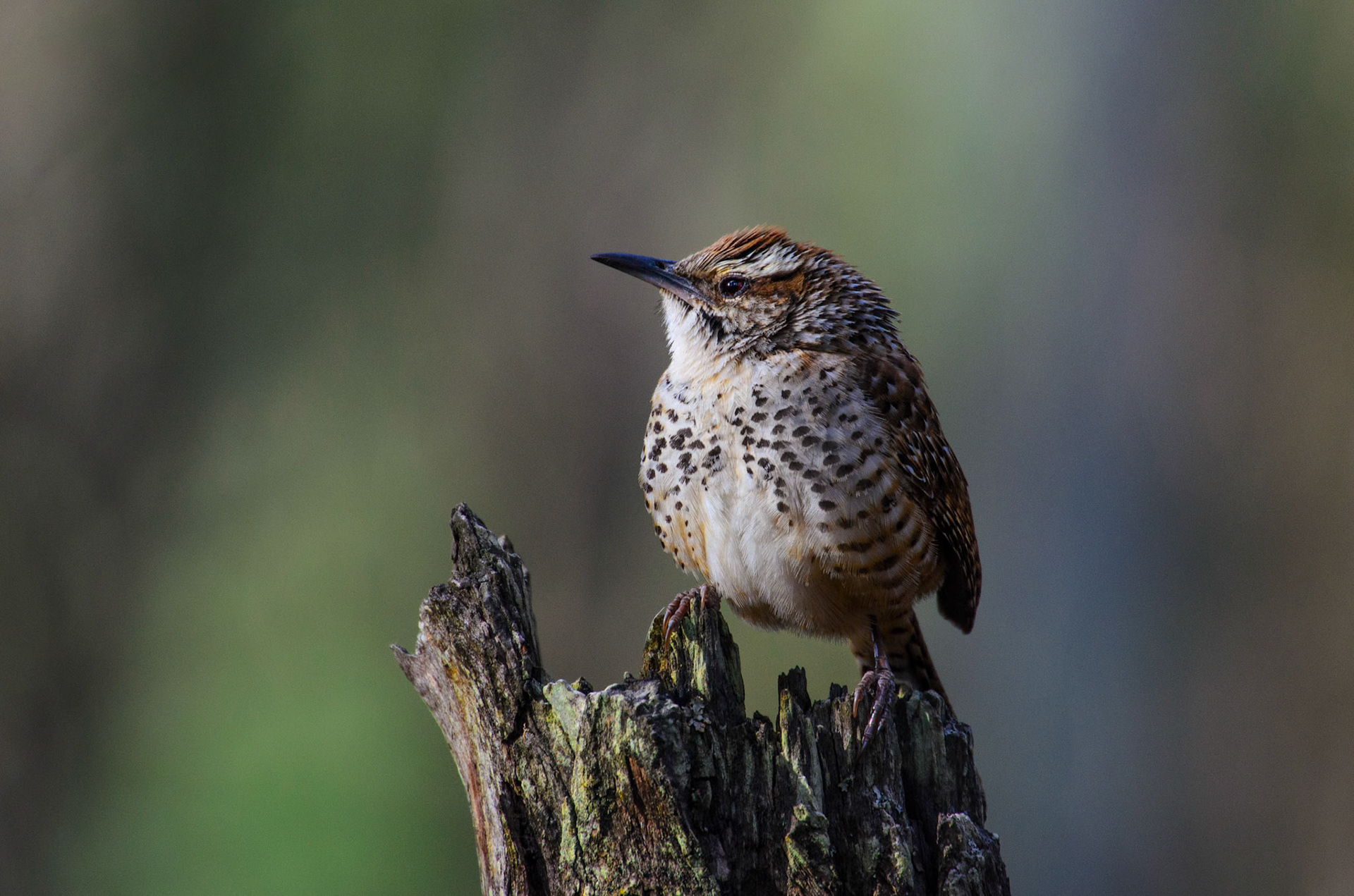 Spotted Wren (Campylorhynchus gularis)