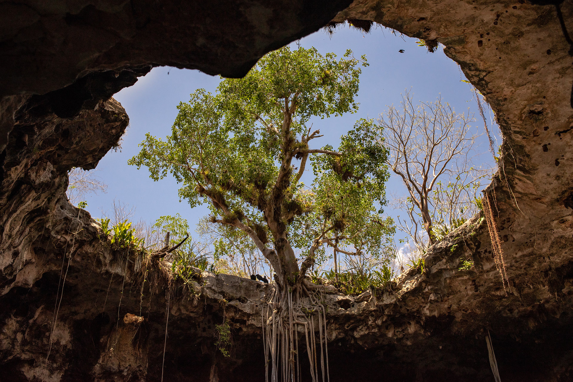 Tree in cenote | © FMCN - Paulina Cerna