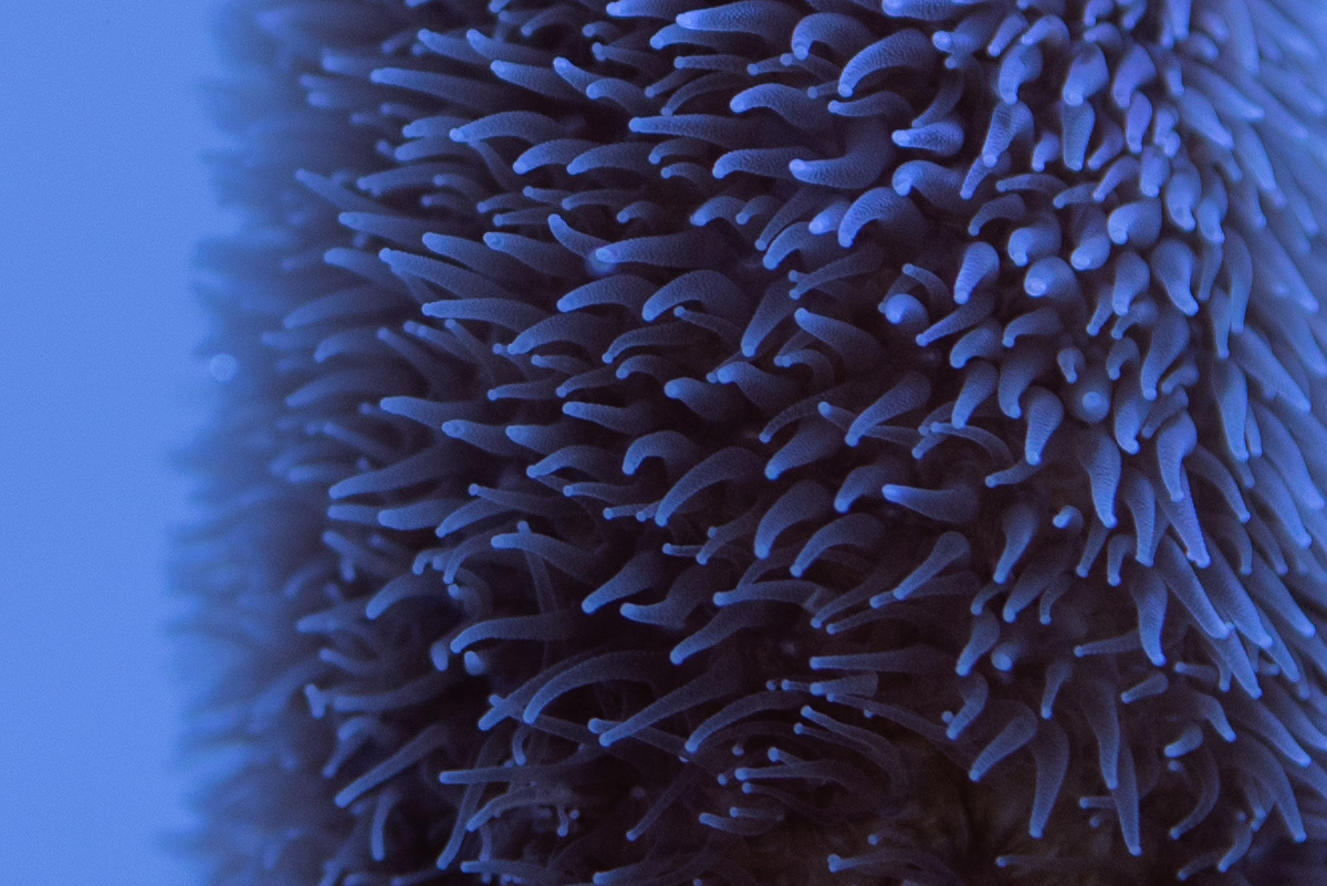 Coral | © FMCN - Paulina Cerna