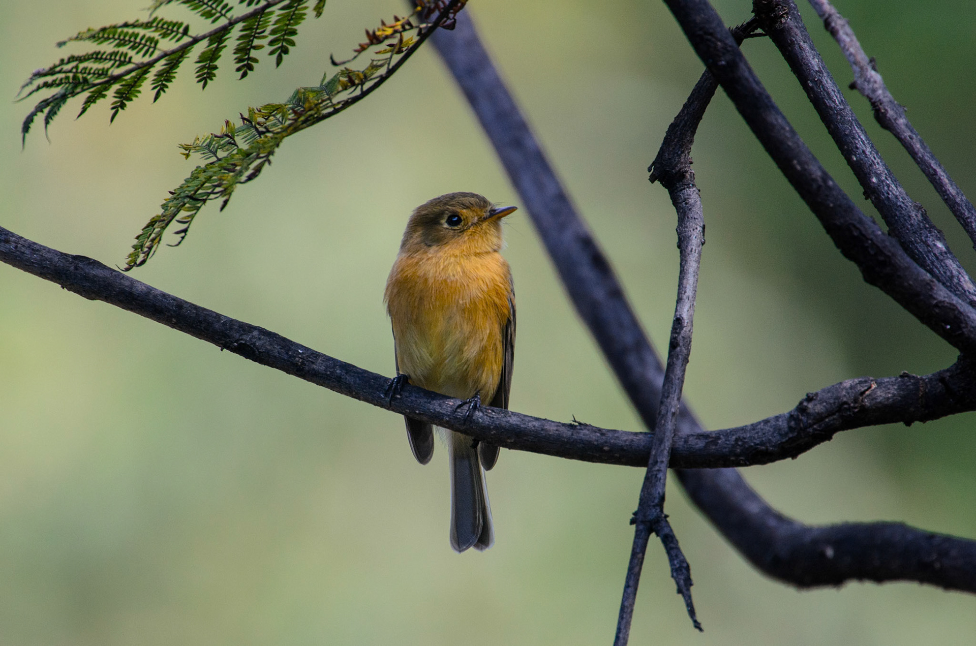 Buff-breasted Flycatcher (Empidonax fulvifrons)