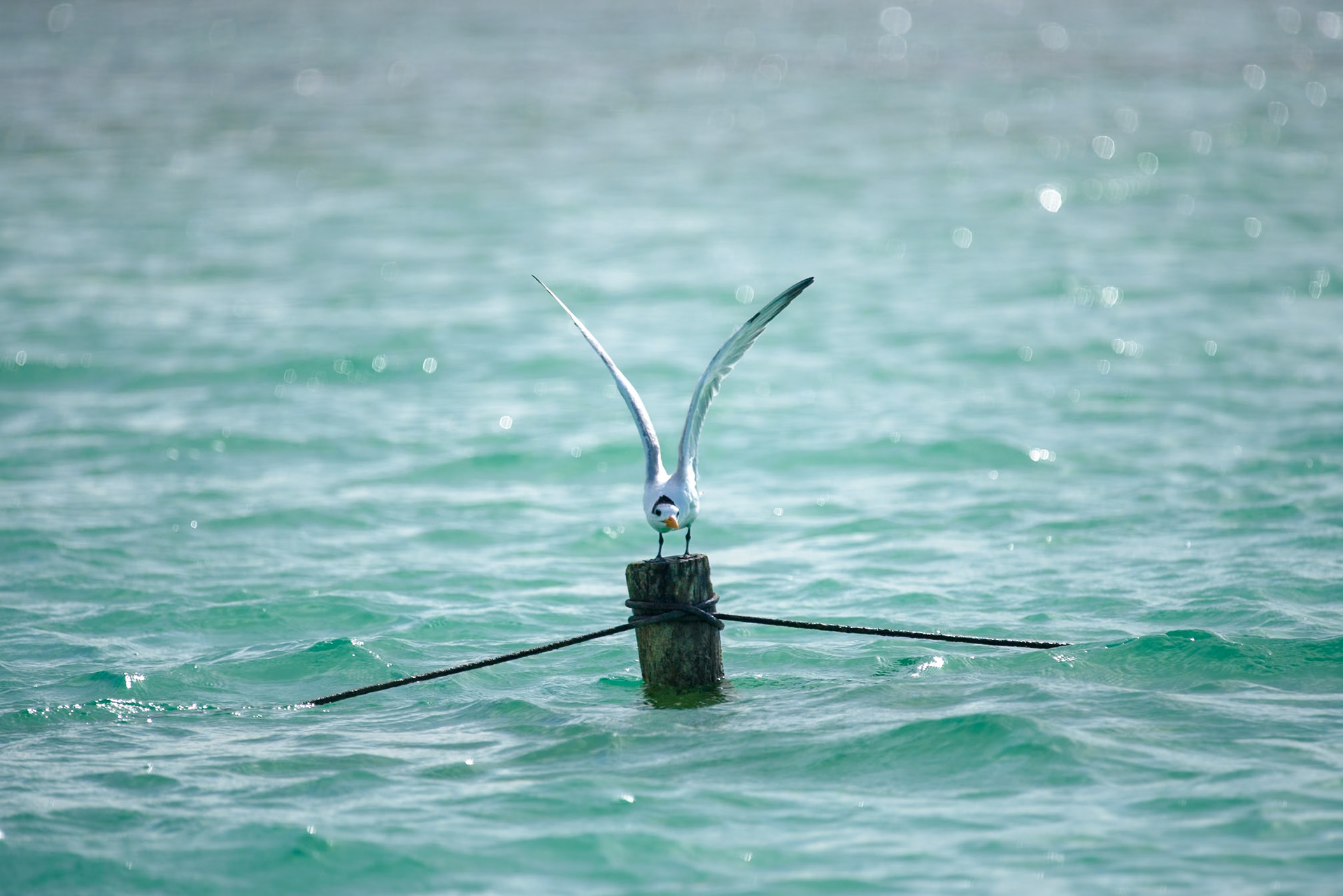 Thalasseus maximus, Bacalar, Mexico