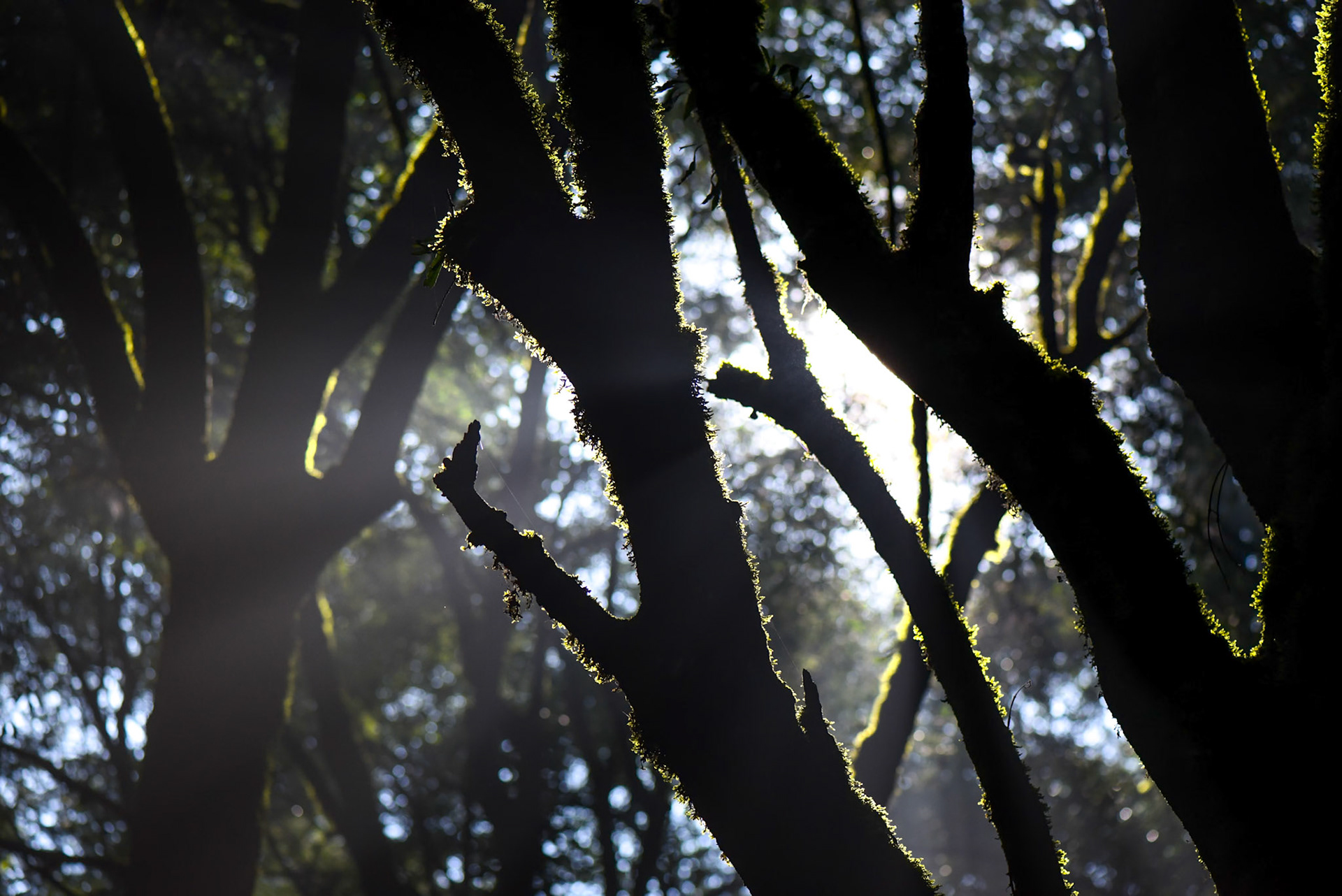 Forest, Desierto de los Leones, Mexico