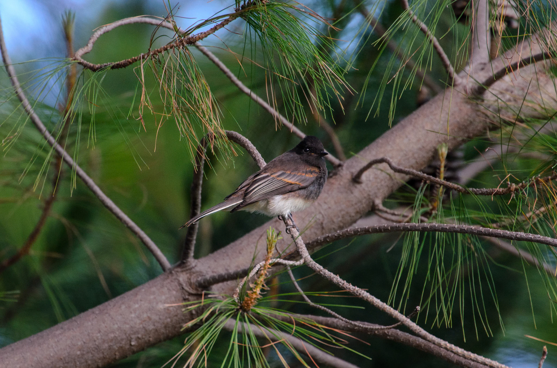 Black Phoebe (Sayornis nigricans)
