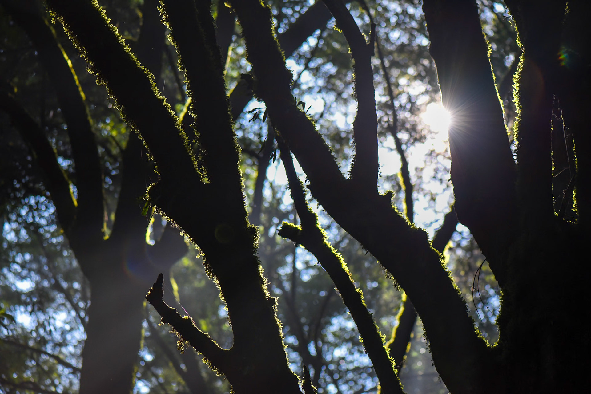 Forest, Desierto de los Leones, Mexico