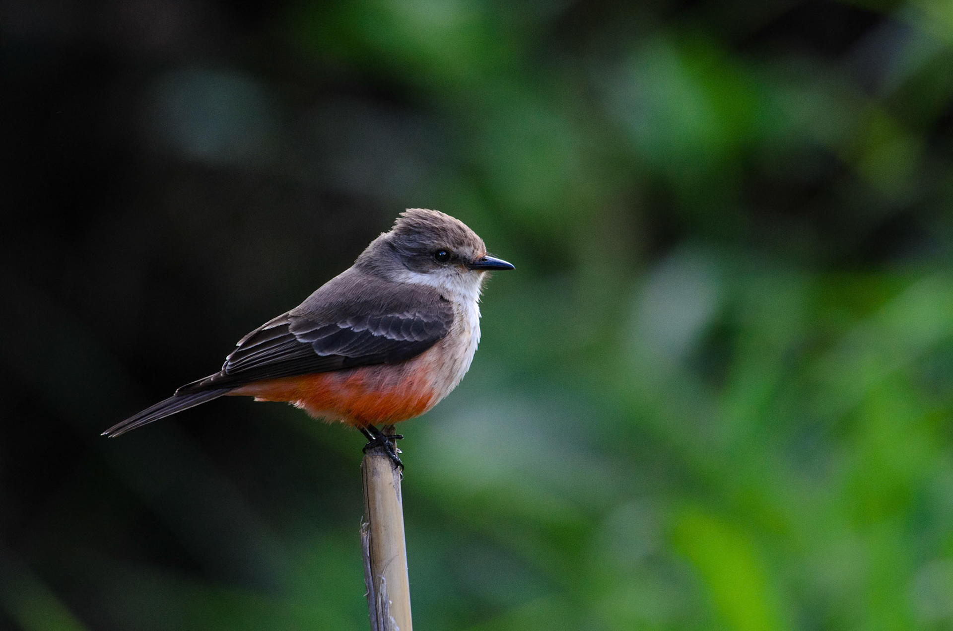 Vermilion Flycatcher (Pyrocephalus rubinus) female