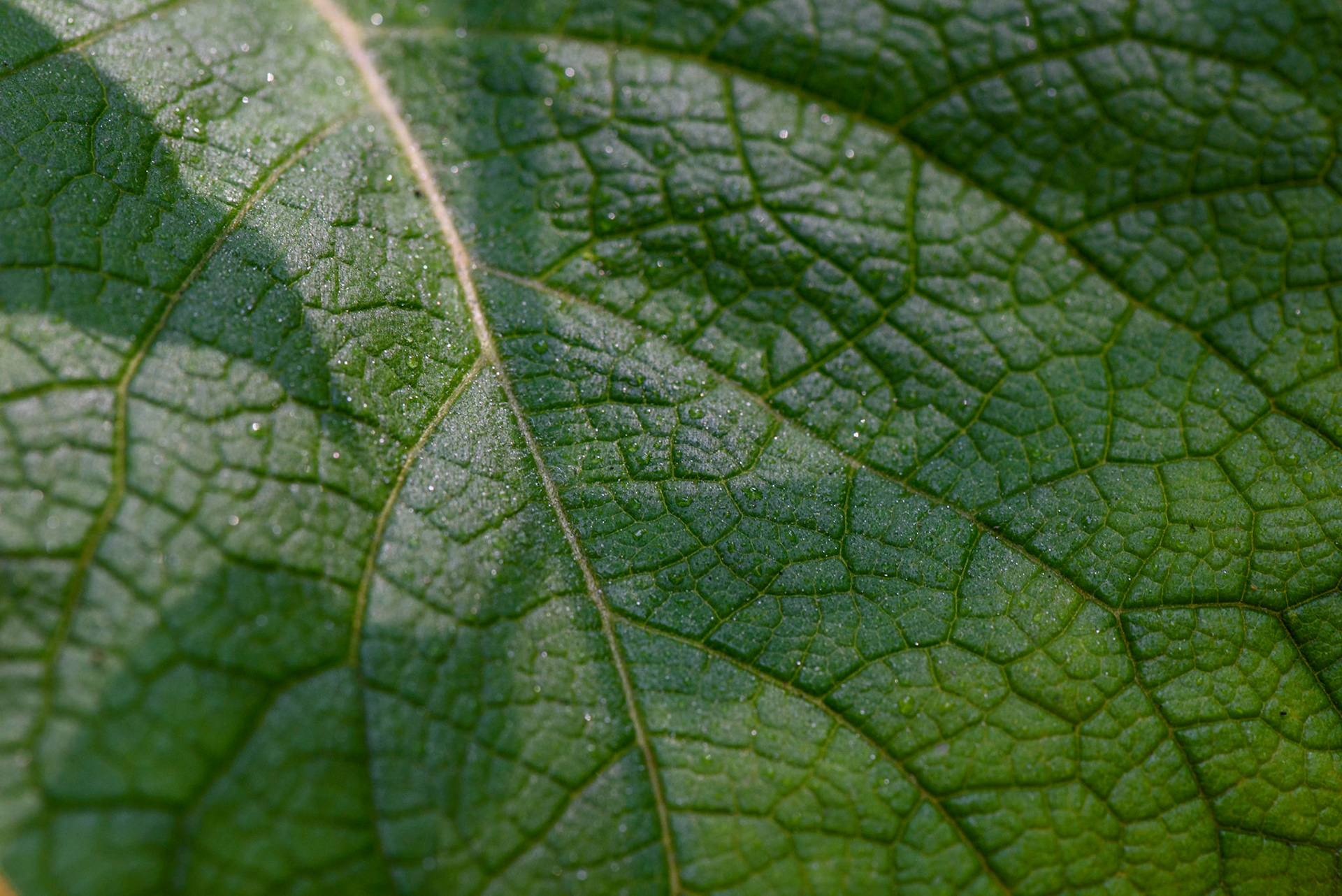Leaf