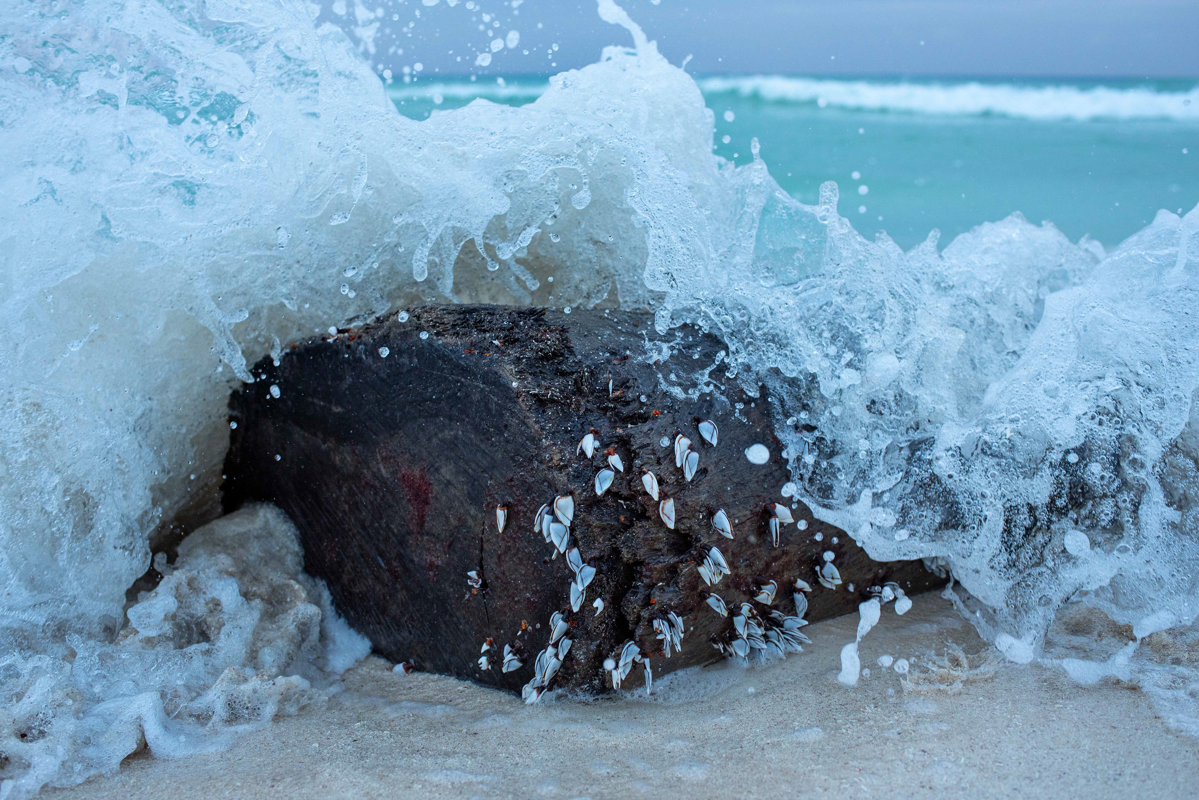 Wave  | © Paulina Cerna